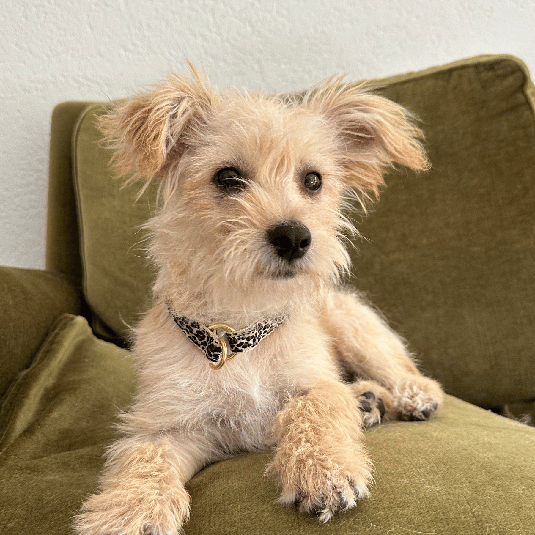 martingale collar WILD LIFE