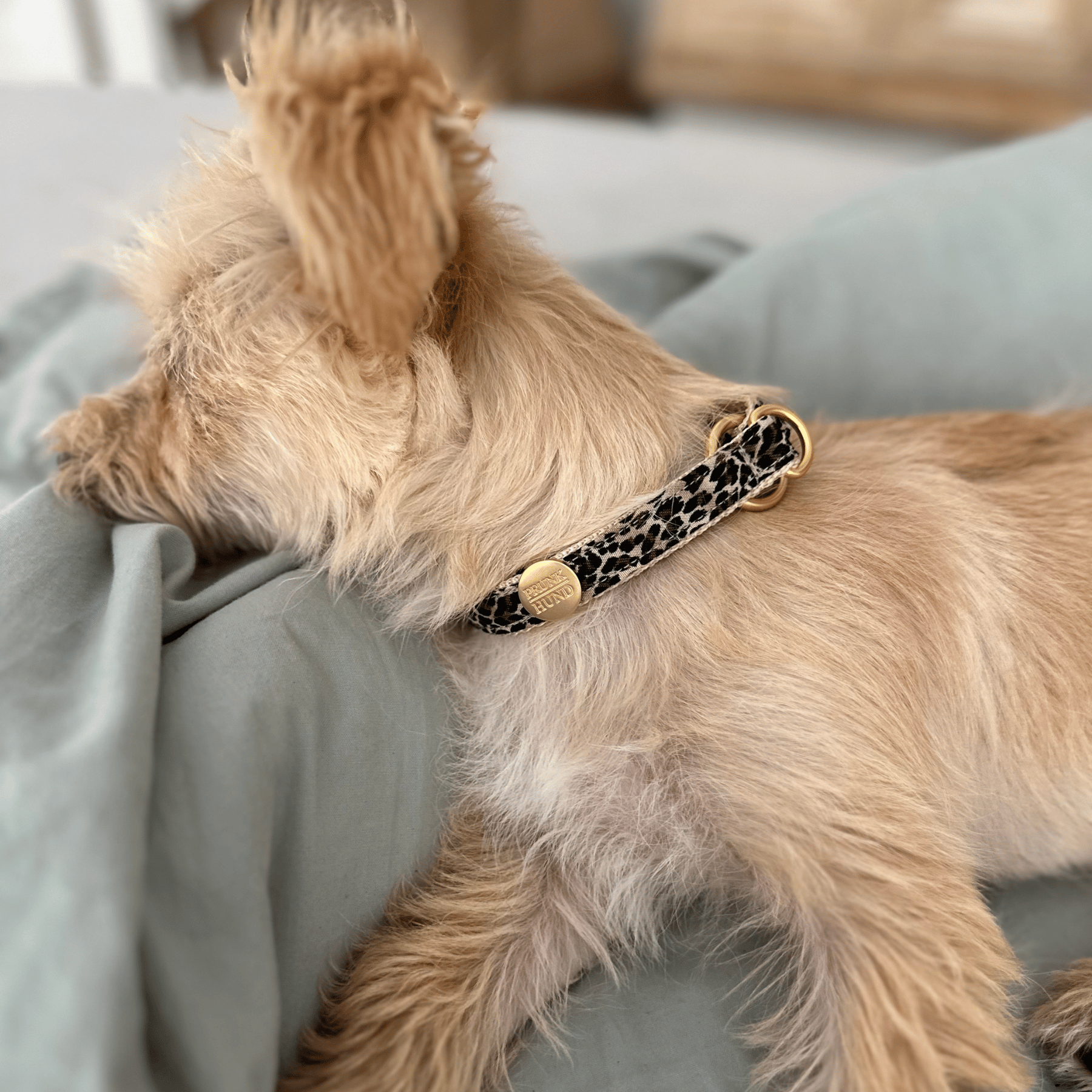 martingale collar WILD LIFE