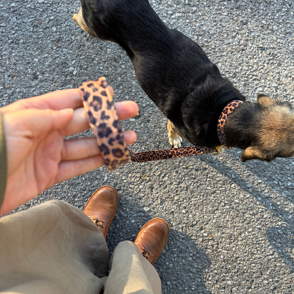 WILD LIFE leash