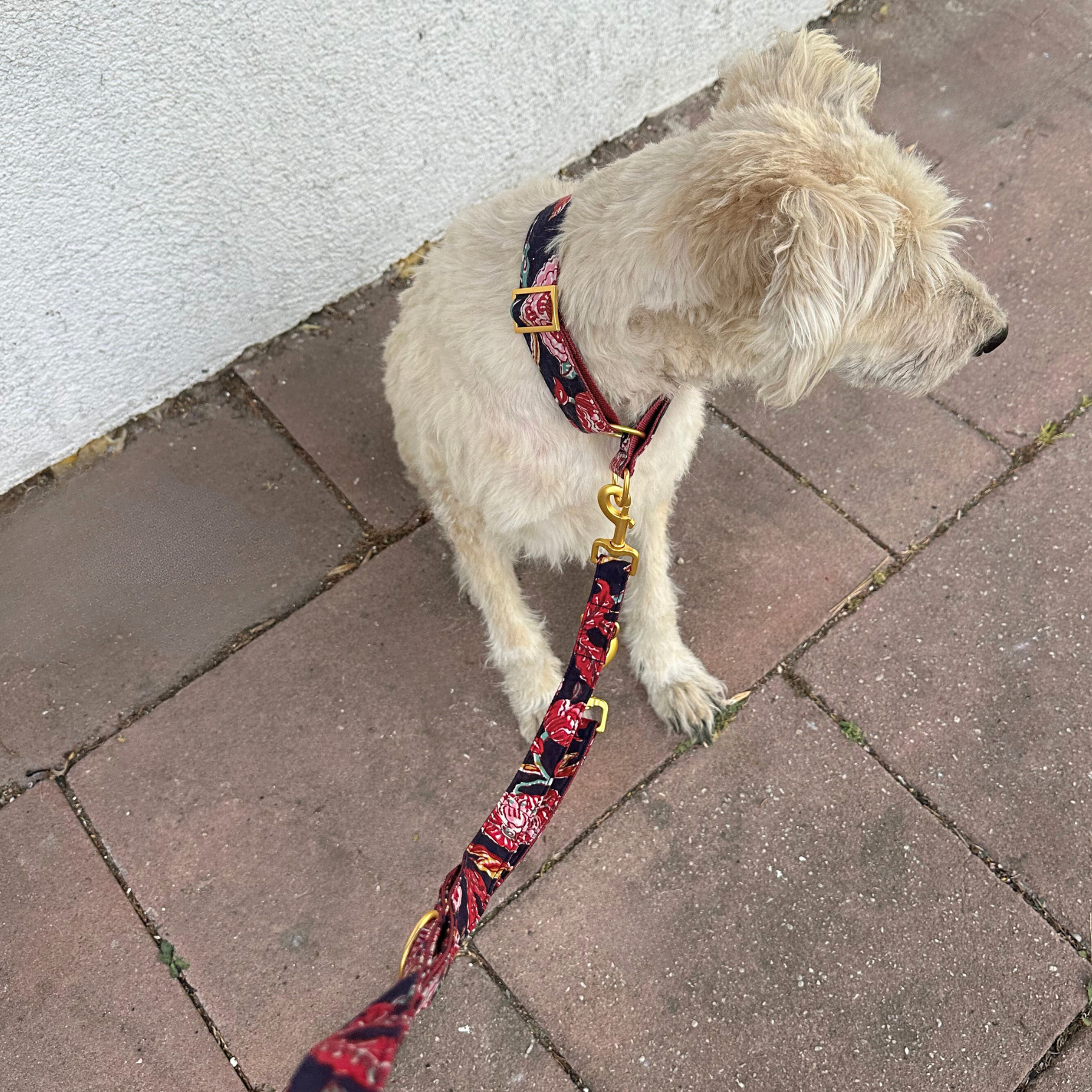 GOA midnight martingale collar