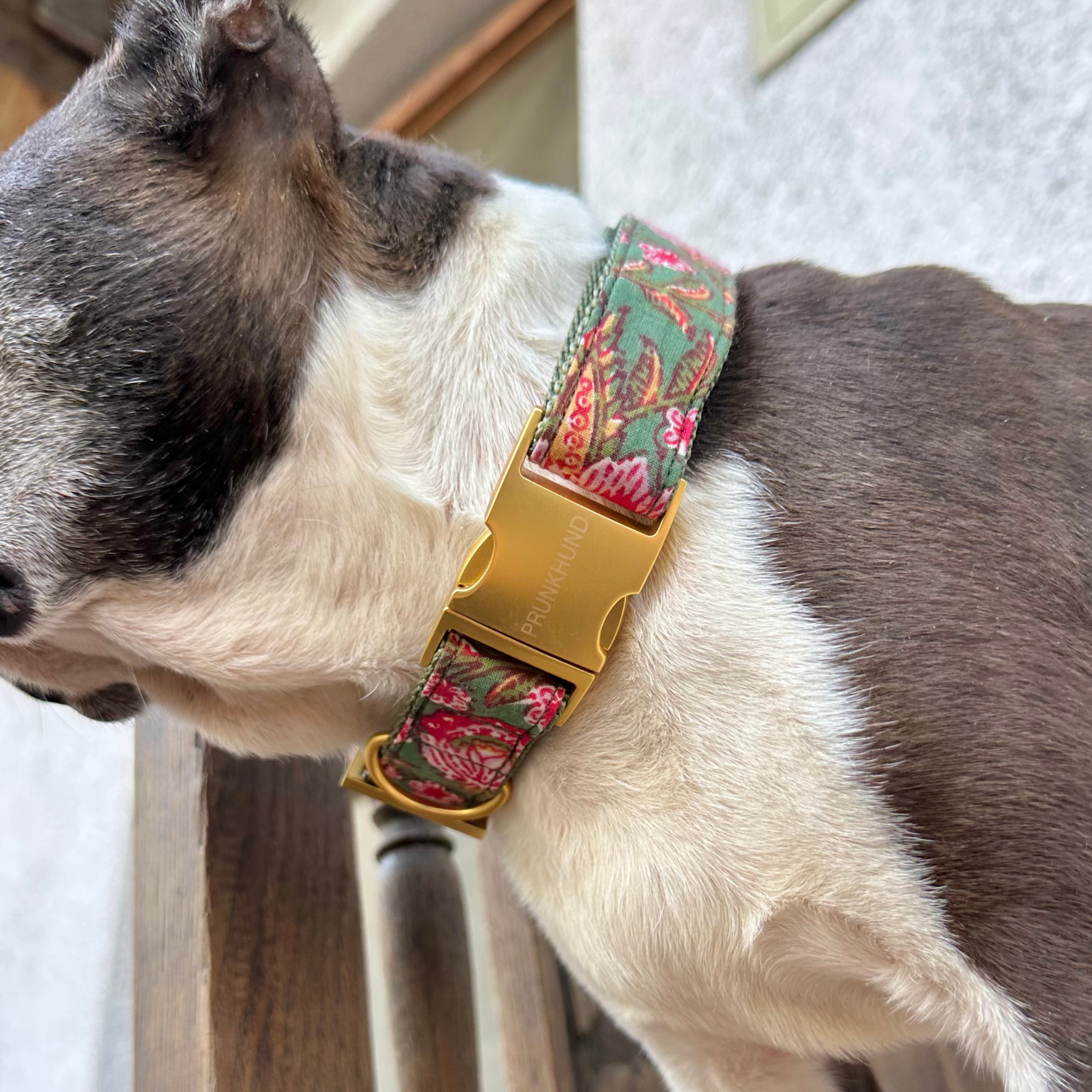 GOA garden collar