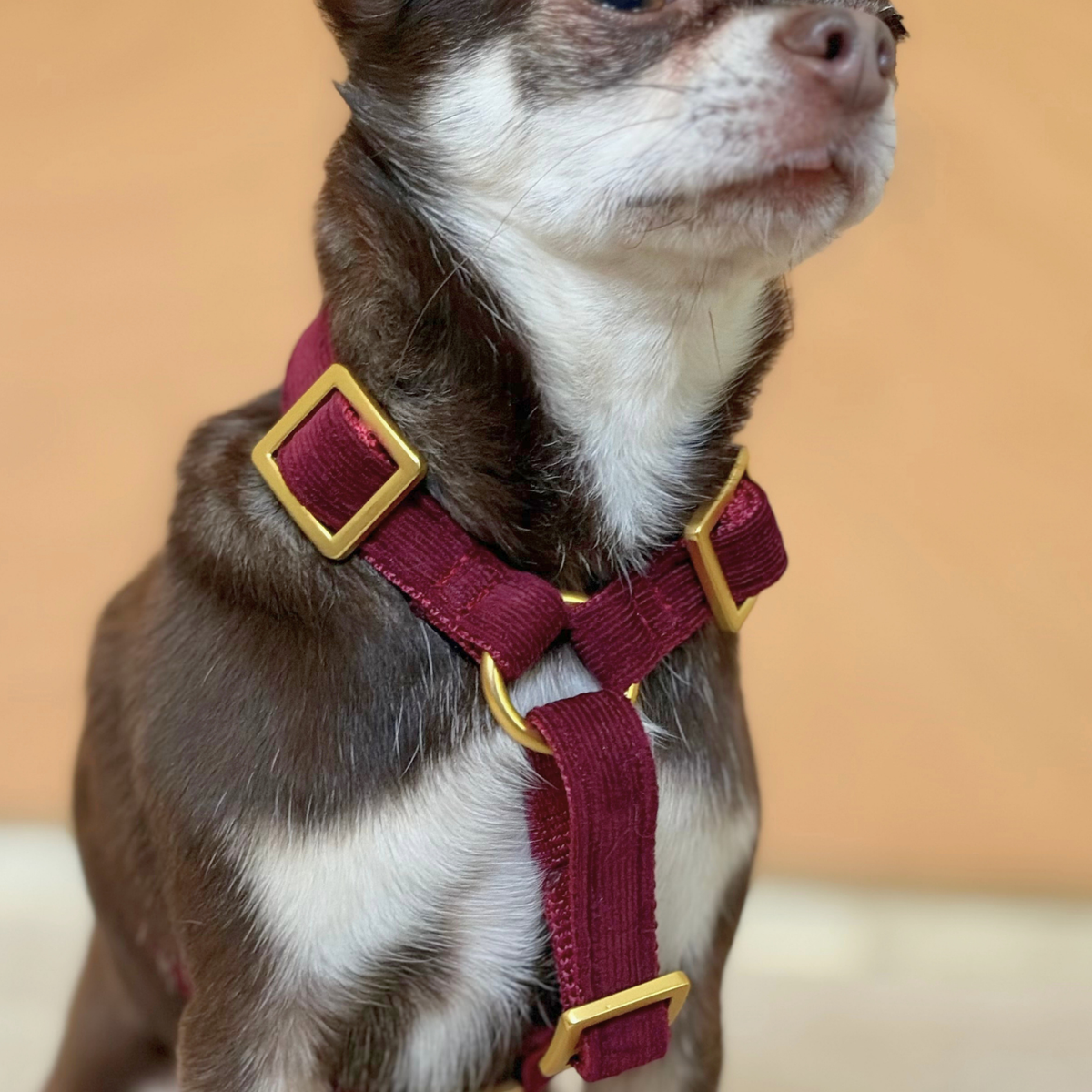 Hundegeschirr MERLOT