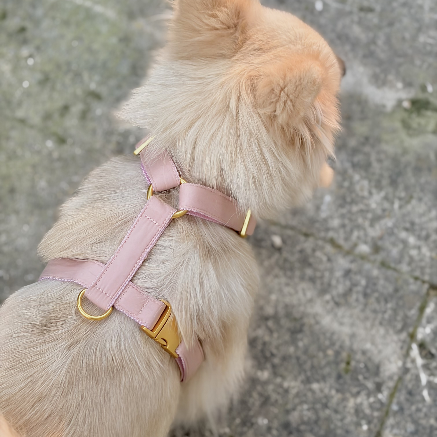 Hundegeschirr COTTON blush