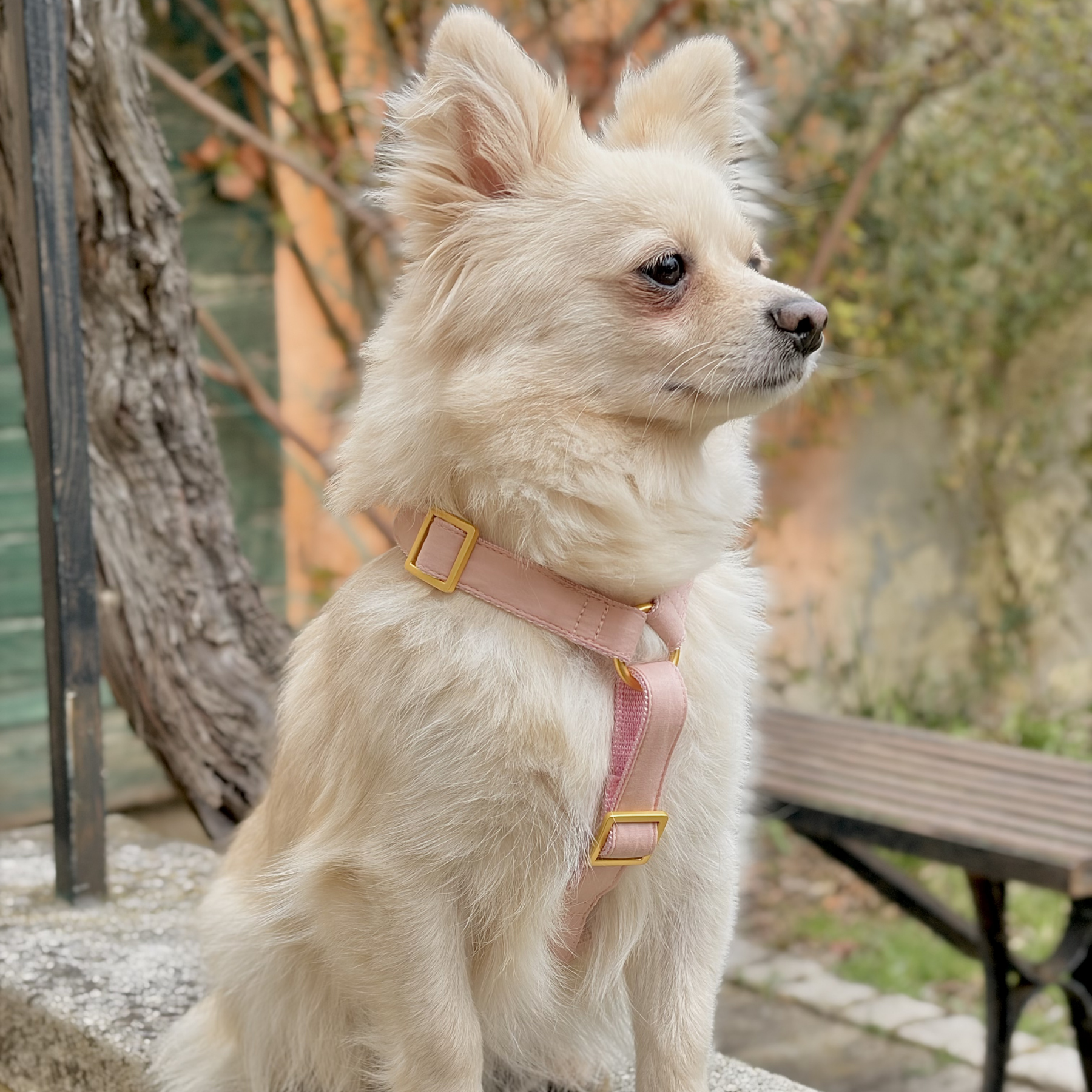 Hundegeschirr COTTON blush