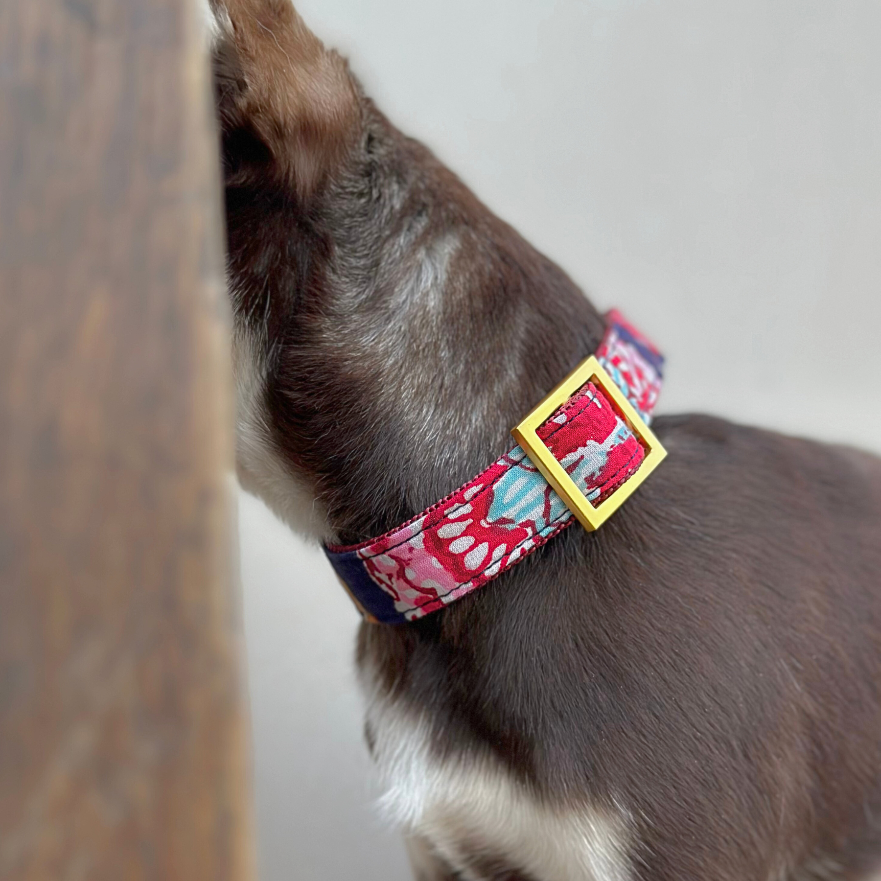 GOA midnight martingale collar