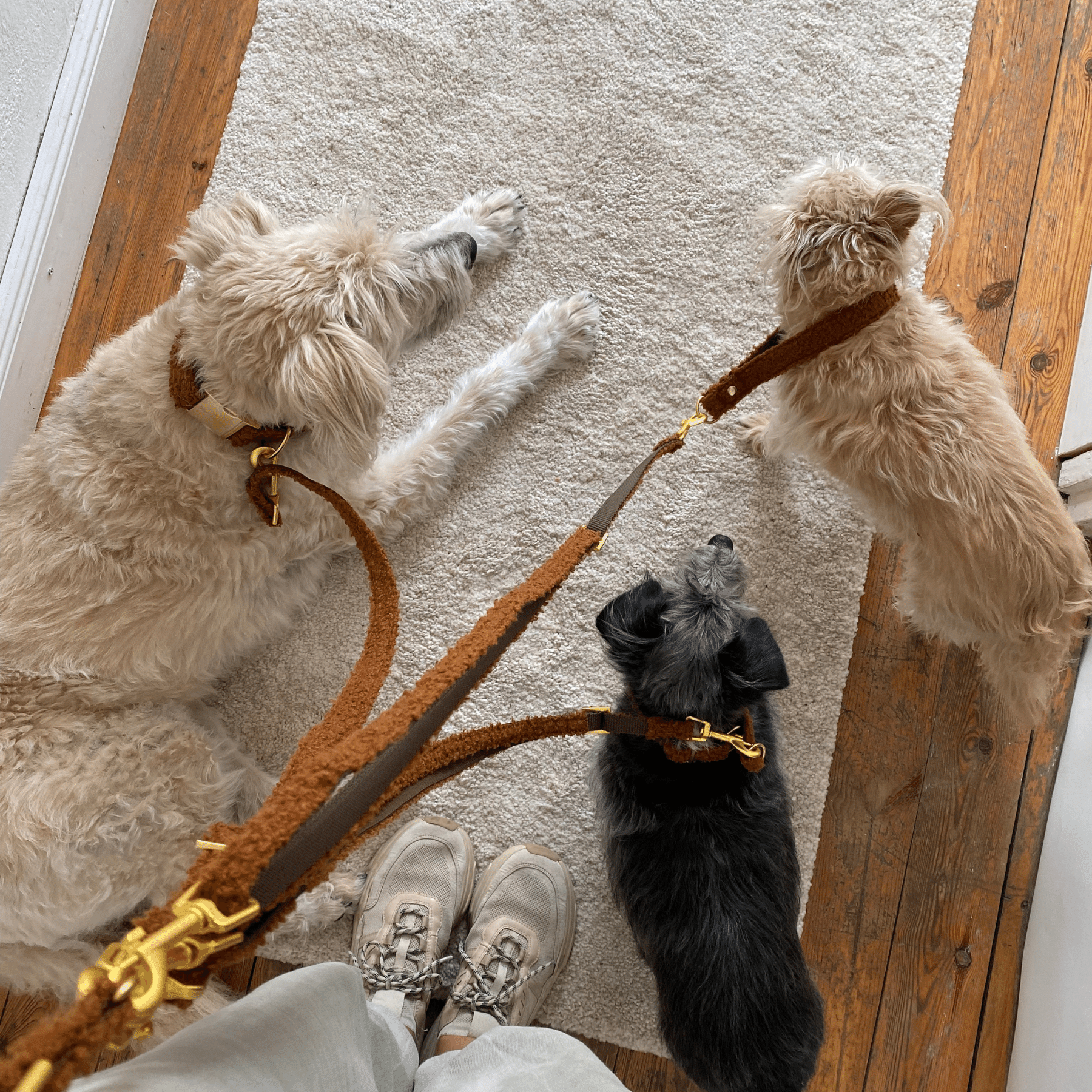 ESSENTIAL additional leash TEDDY caramel