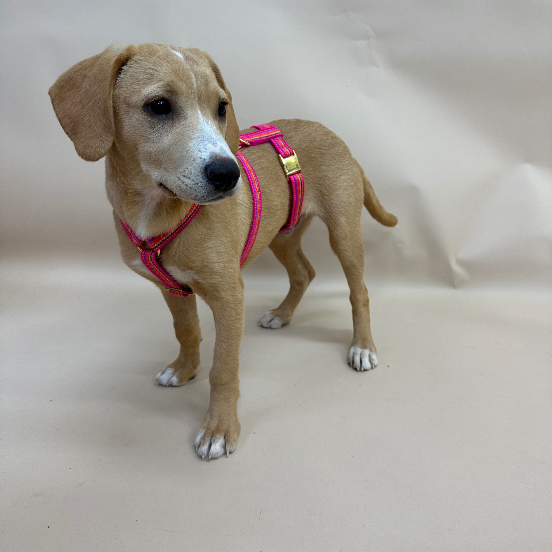 safety harness IBIZA pink