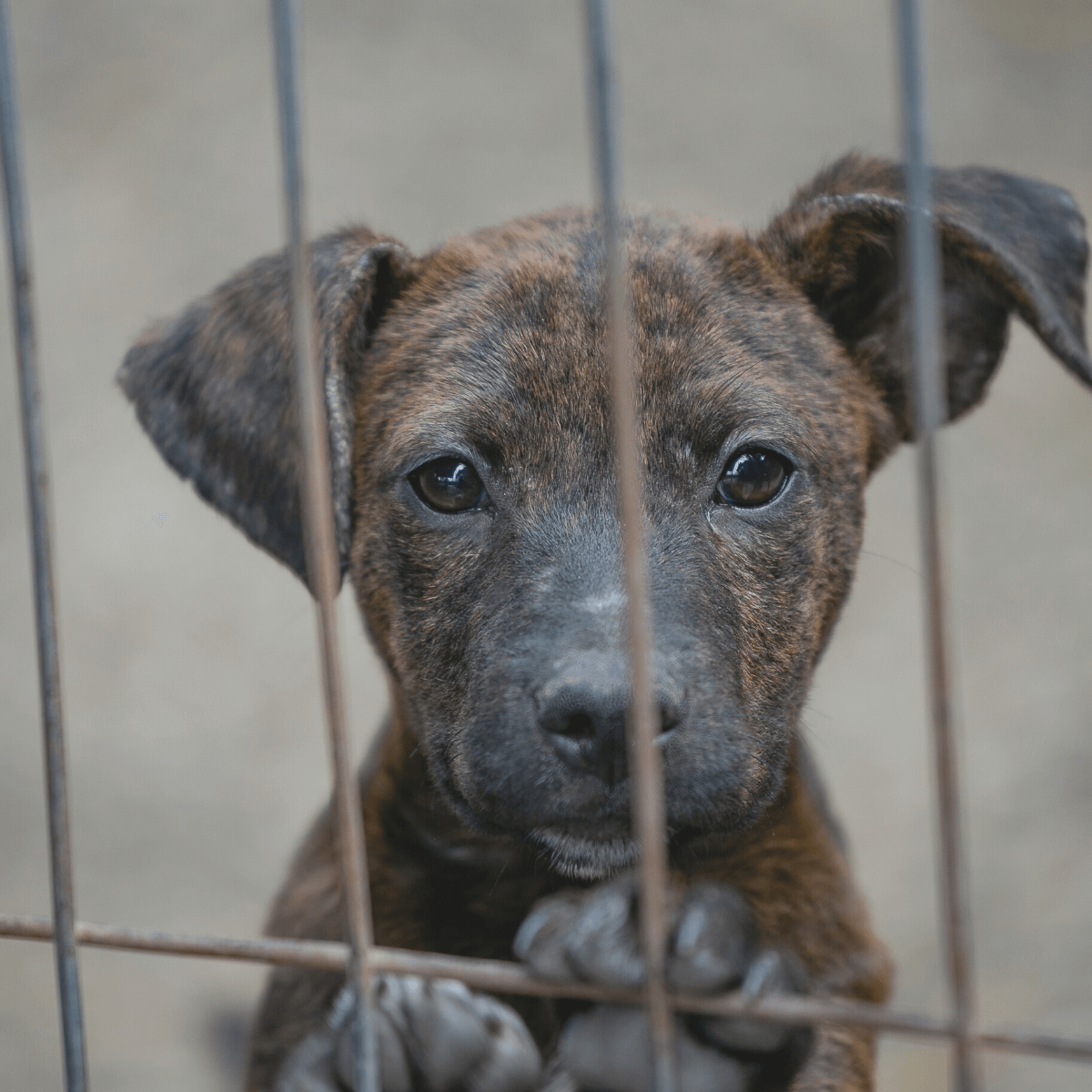 Hund in unserem Partnertierheim