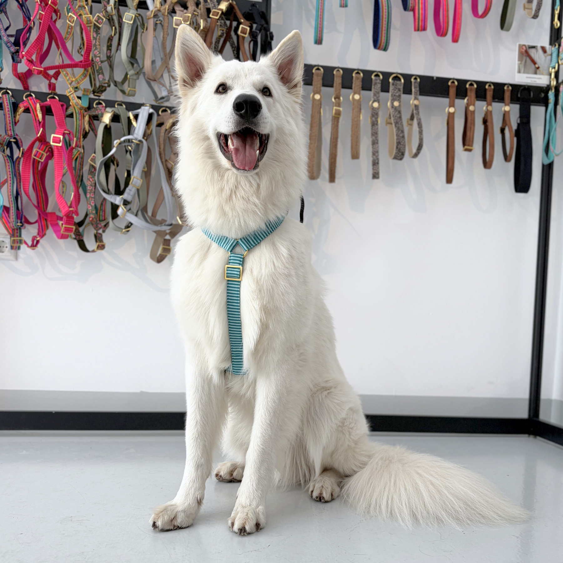 Hundegeschirr RIVIERA mint