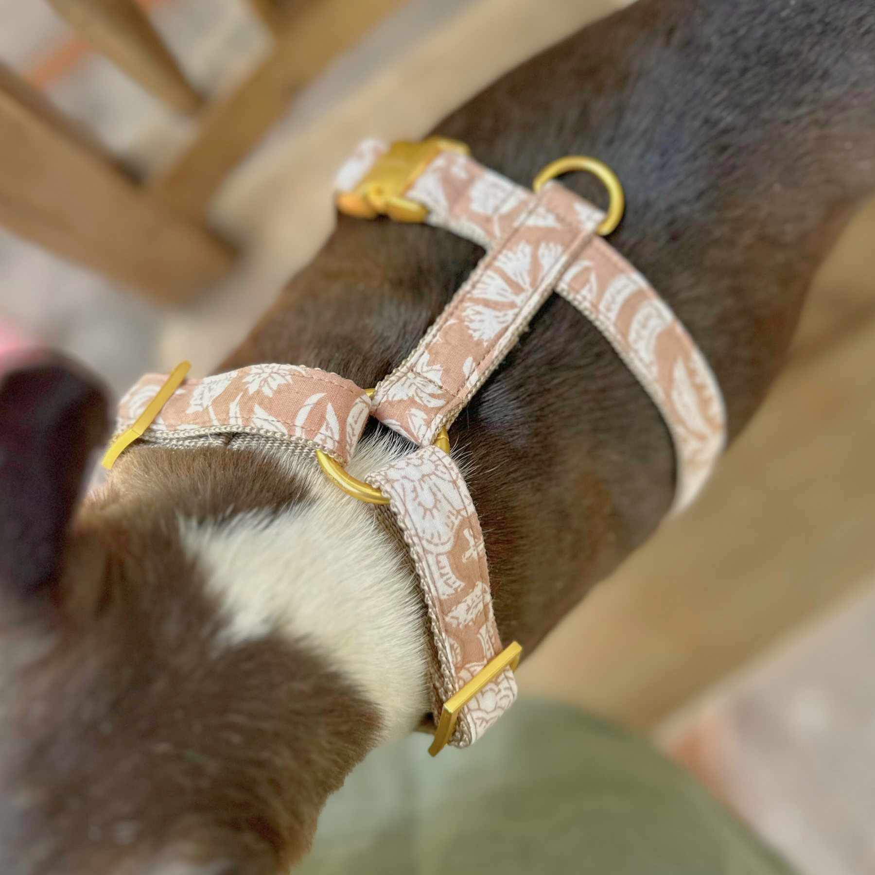 Hundegeschirr GOA sand