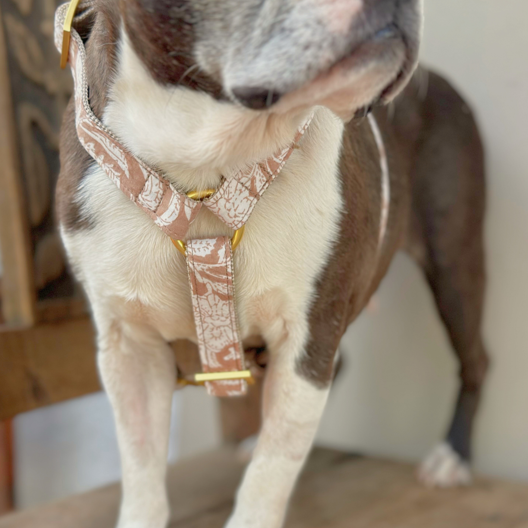 Hundegeschirr GOA sand