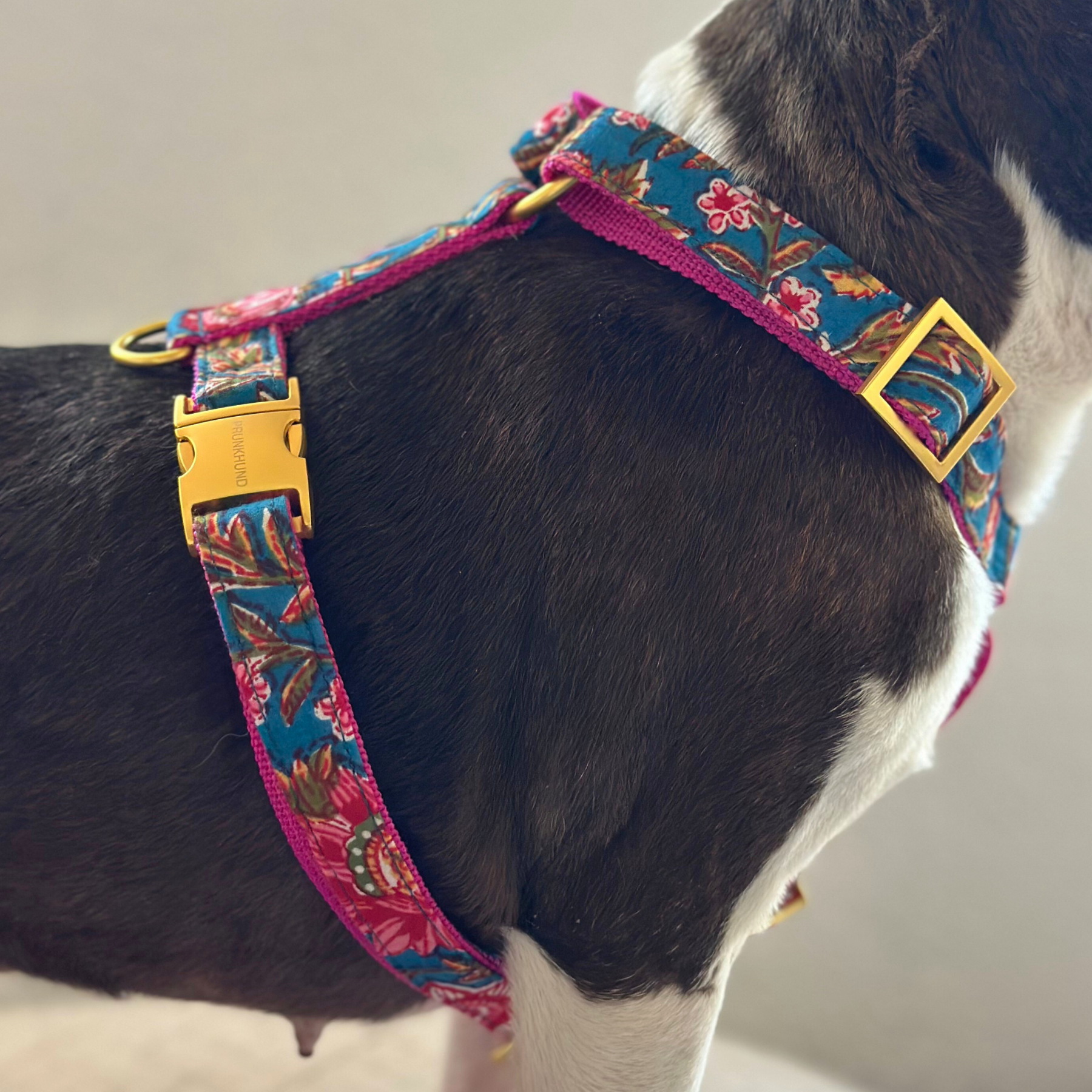 dog harness GOA azur