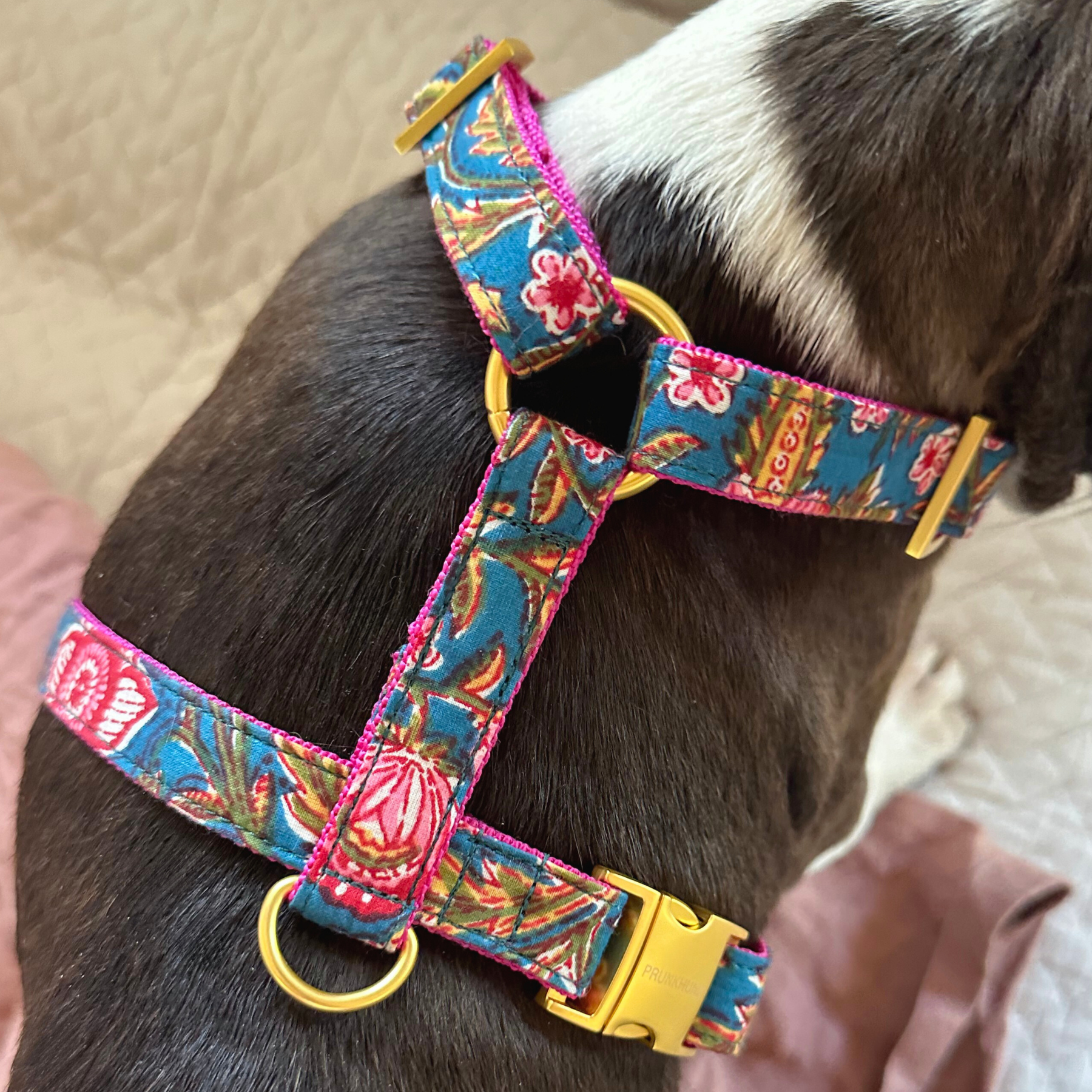 Hundegeschirr GOA azur