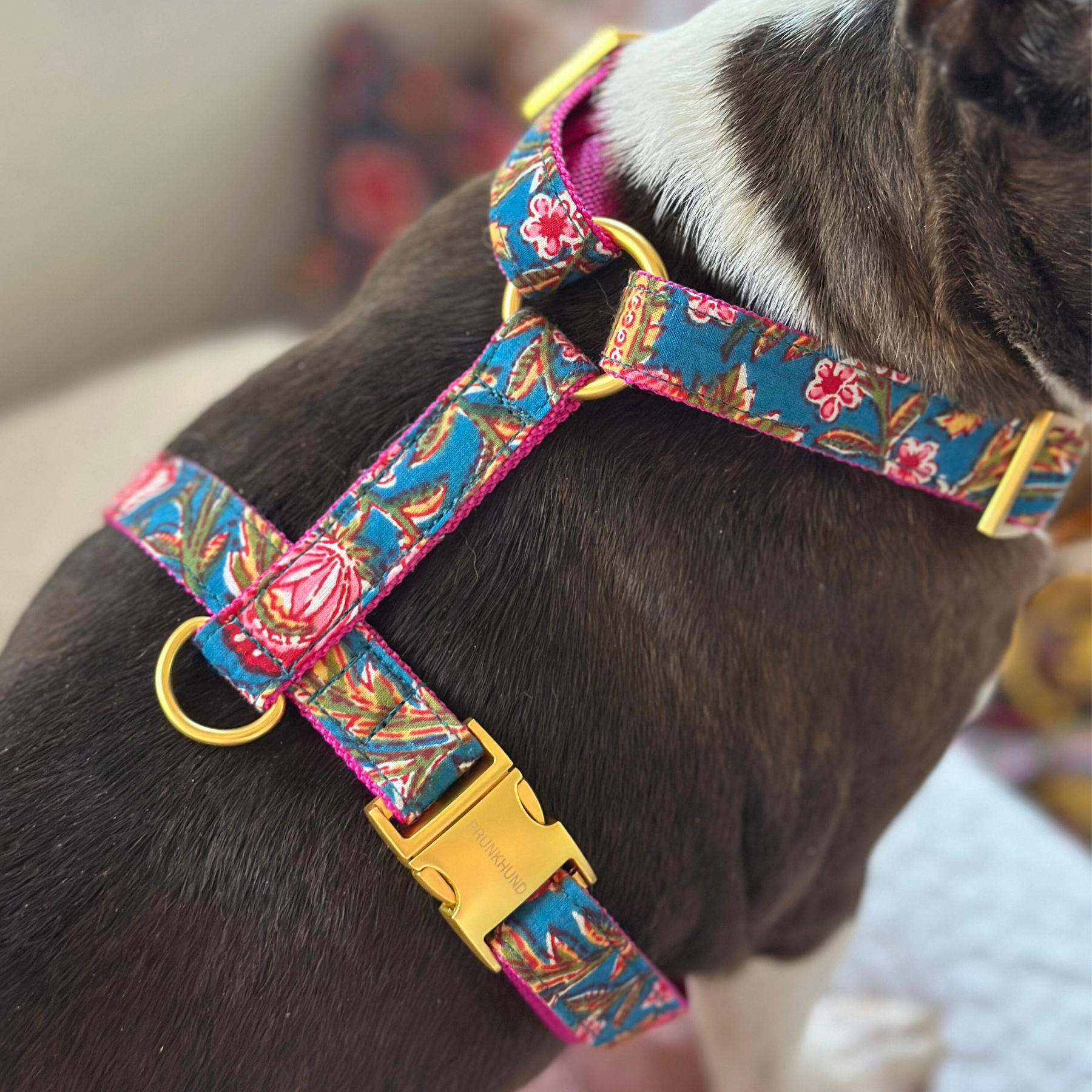 Hundegeschirr GOA azur