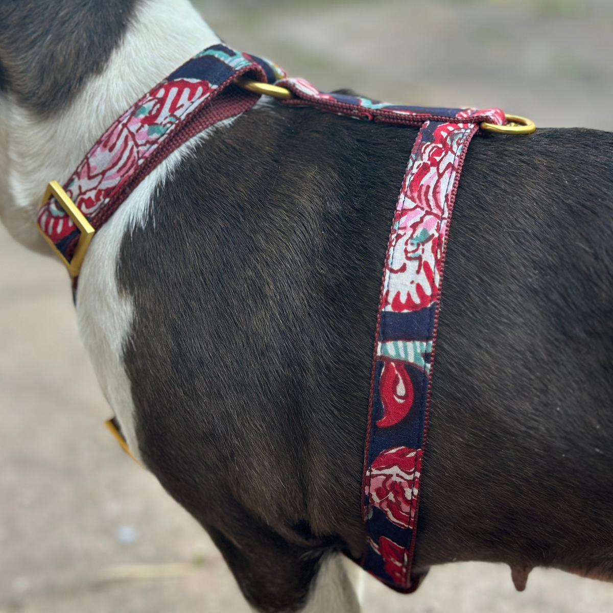 dog harness GOA midnight