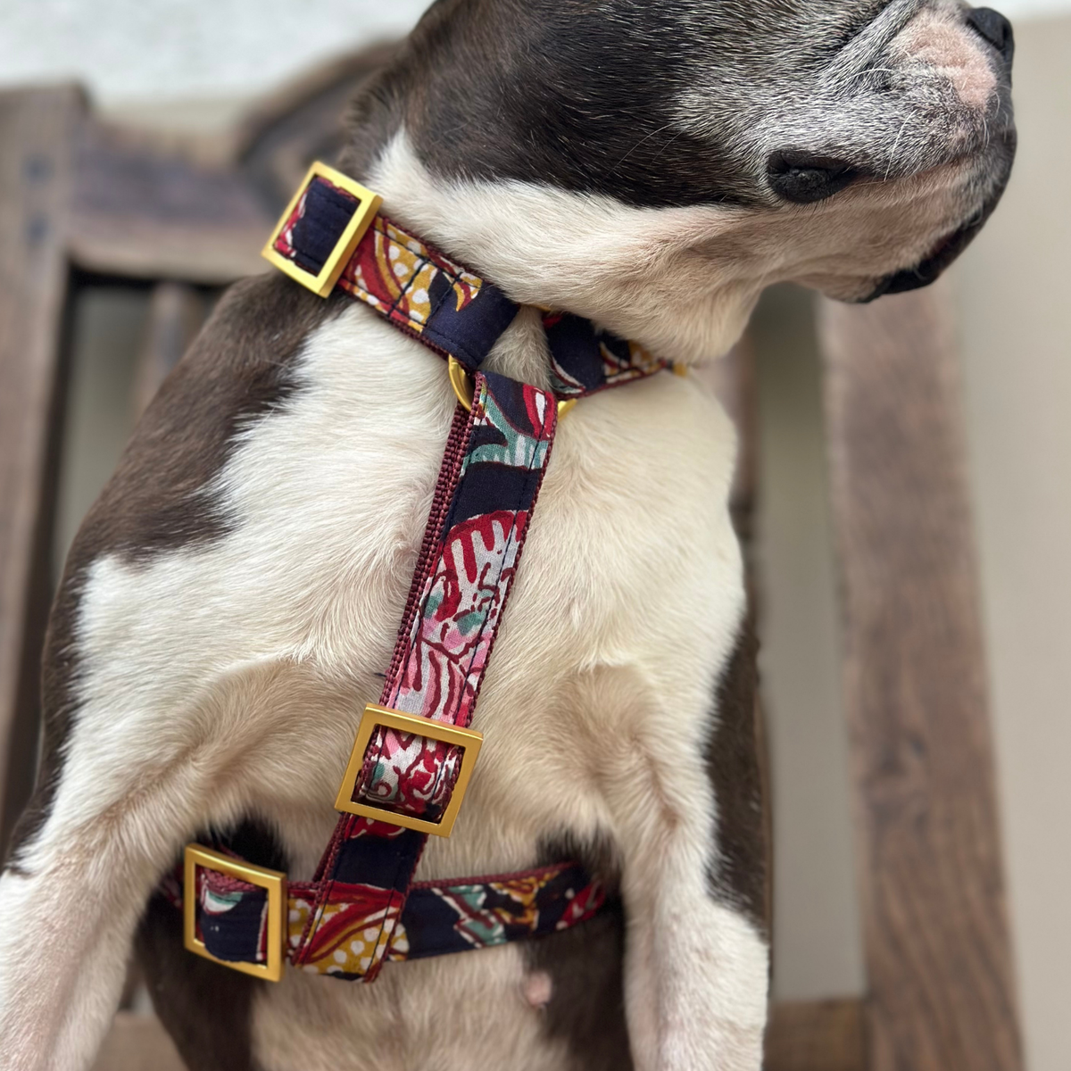 dog harness GOA midnight
