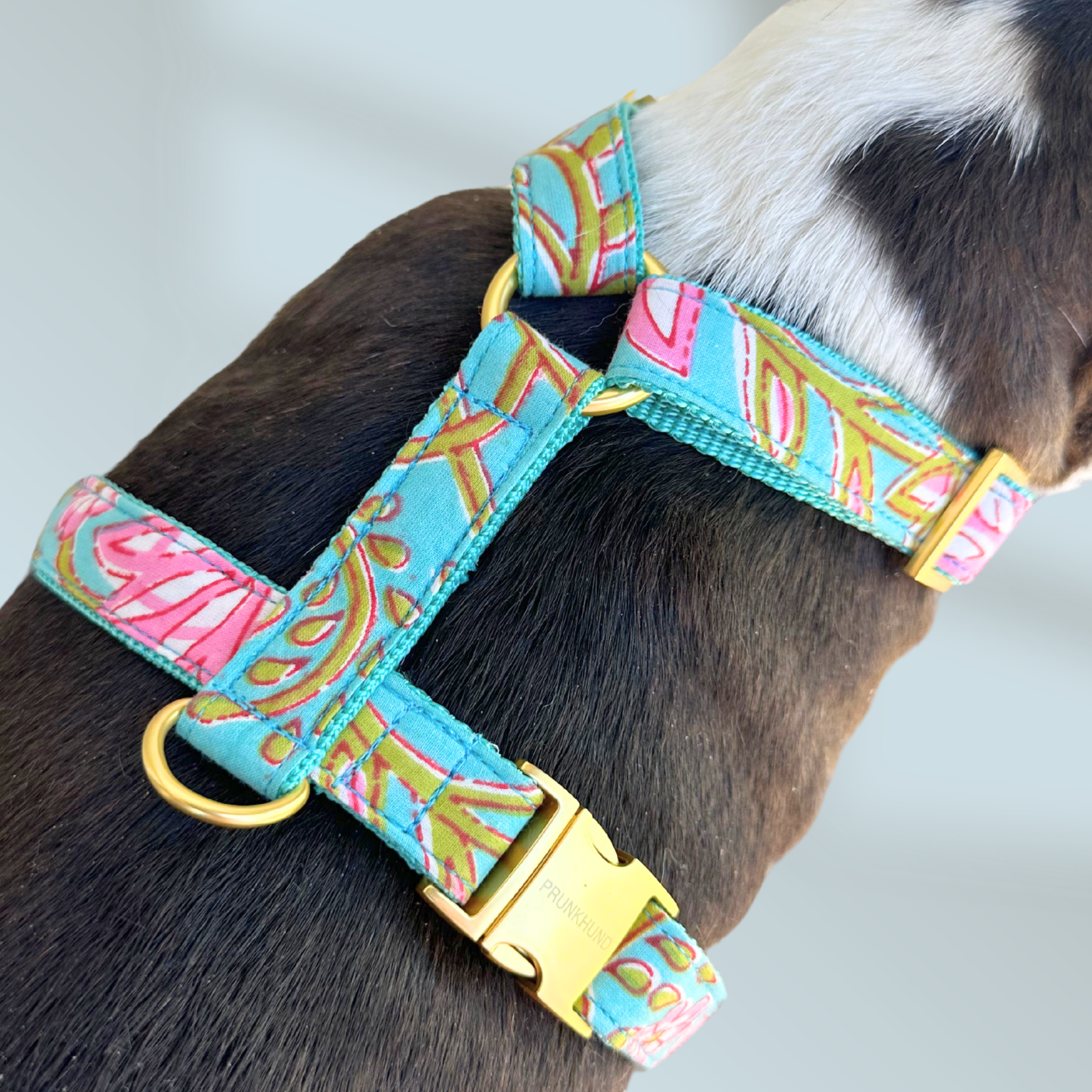dog harness GOA aqua