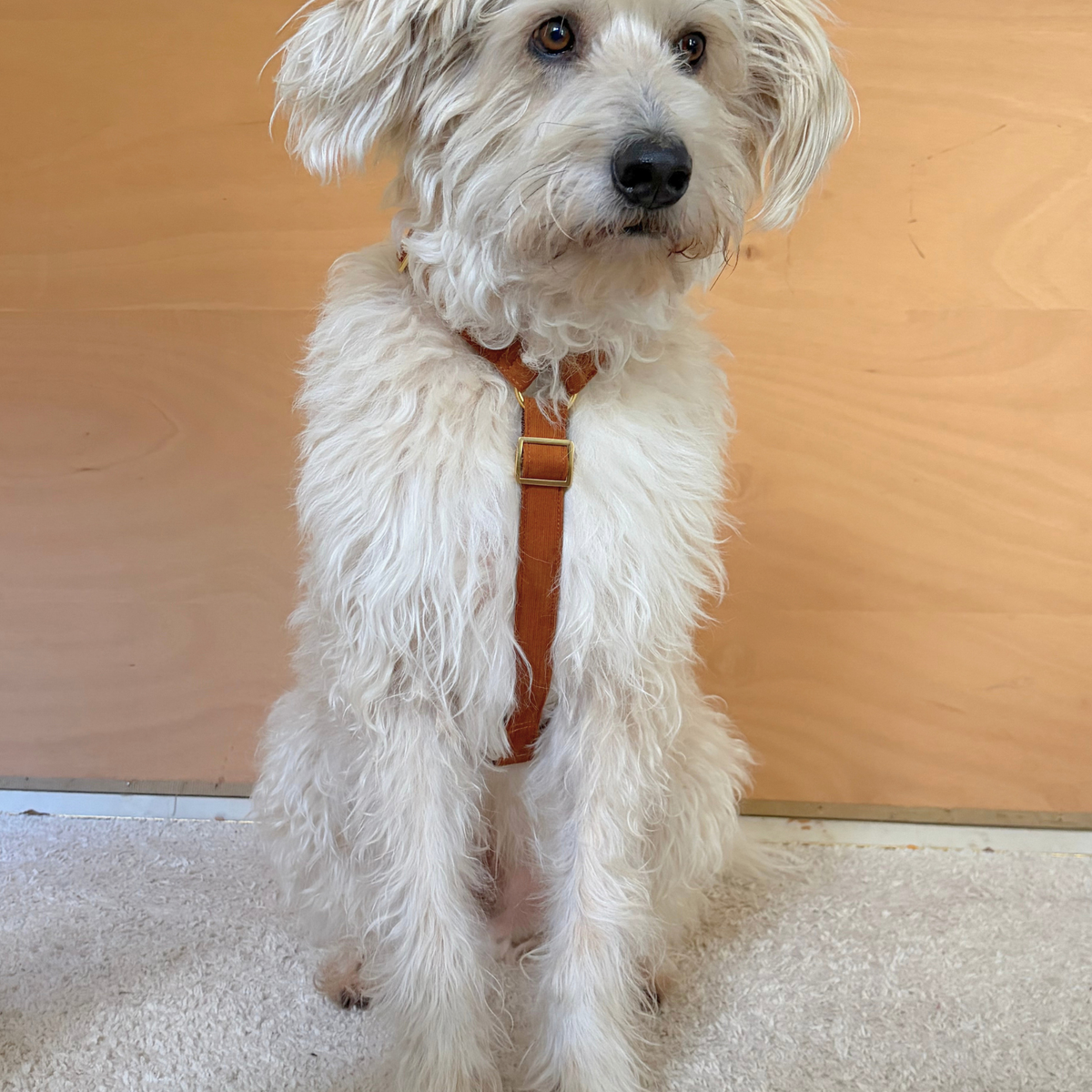 Hundegeschirr COGNAC