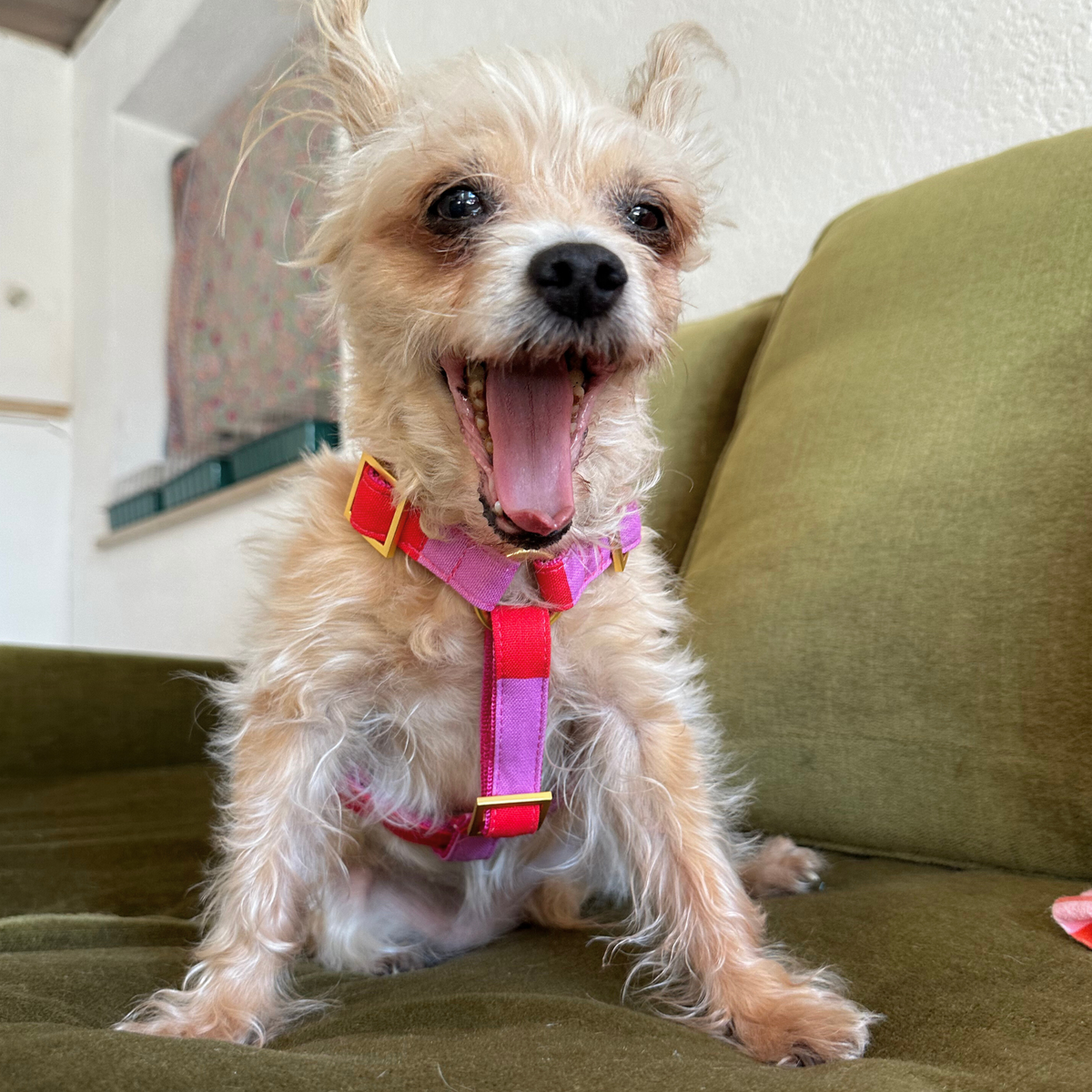 dog harness CAPRI pink