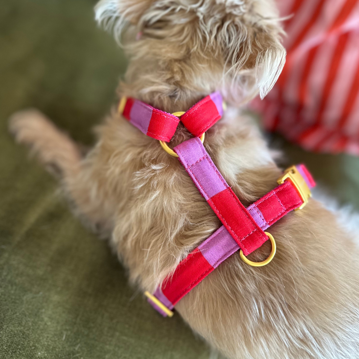 dog harness CAPRI pink