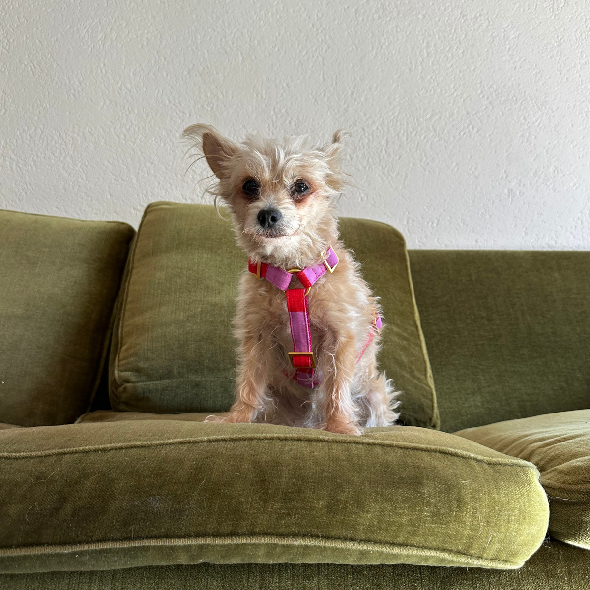 dog harness CAPRI pink