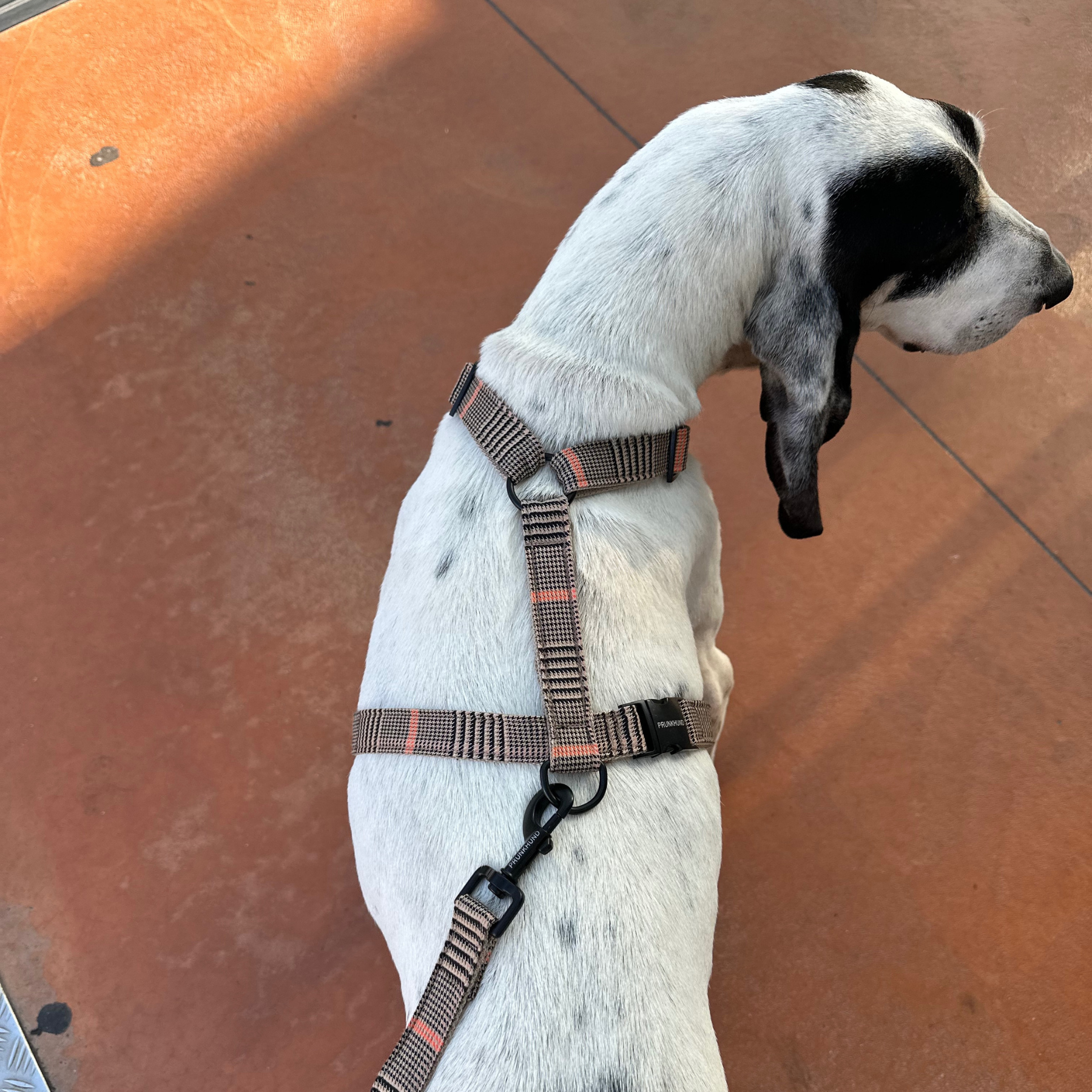 Hundegeschirr URBAN