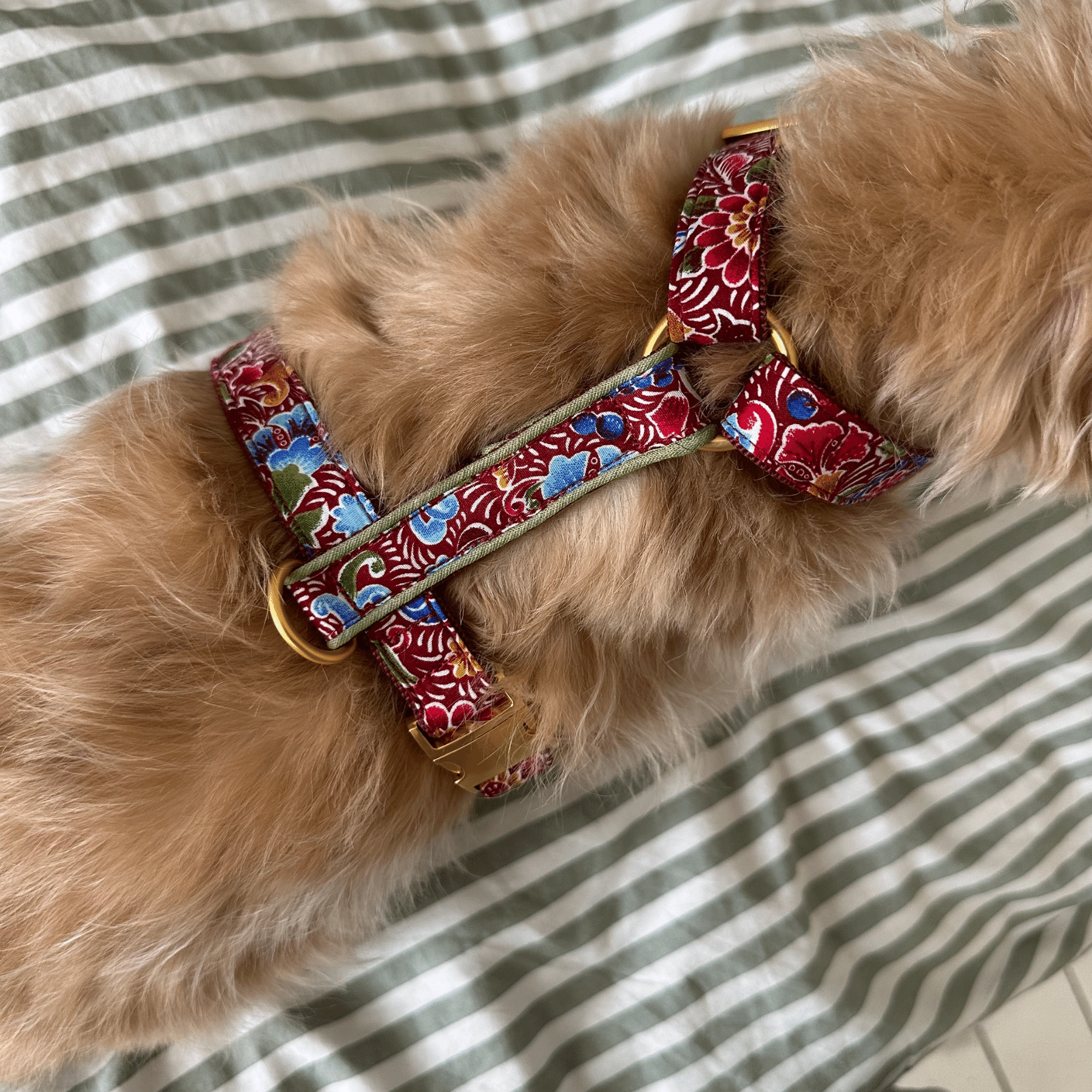 Hundegeschirr BOHEME