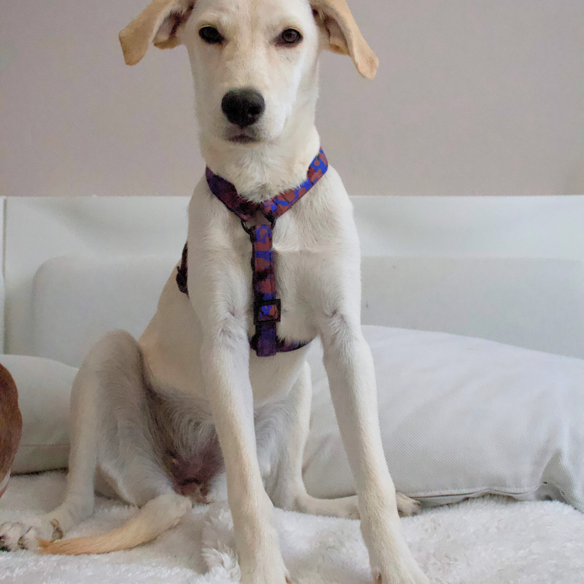 dog harness PORTOBELLO