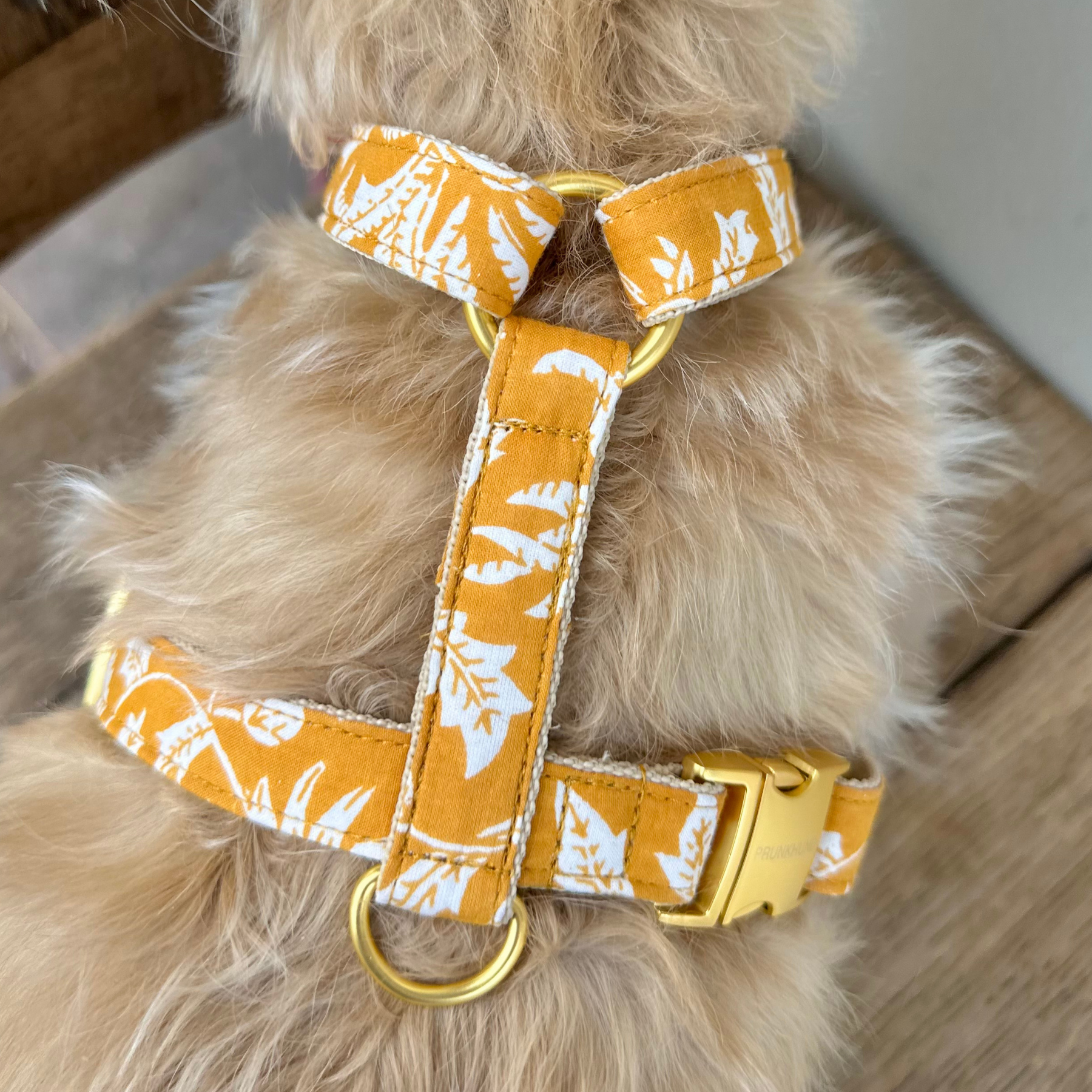 Hundegeschirr GOA curry