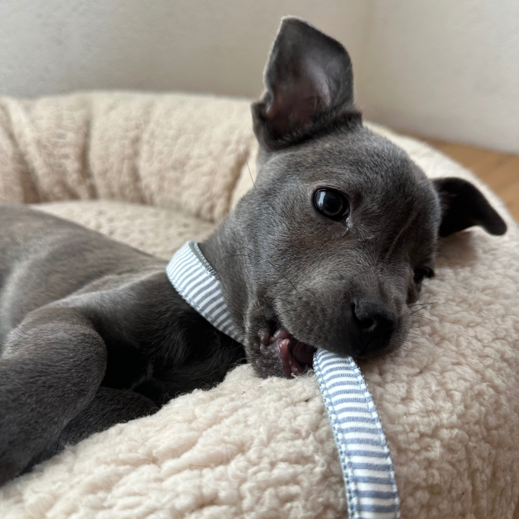 Halsband RIVIERA blue