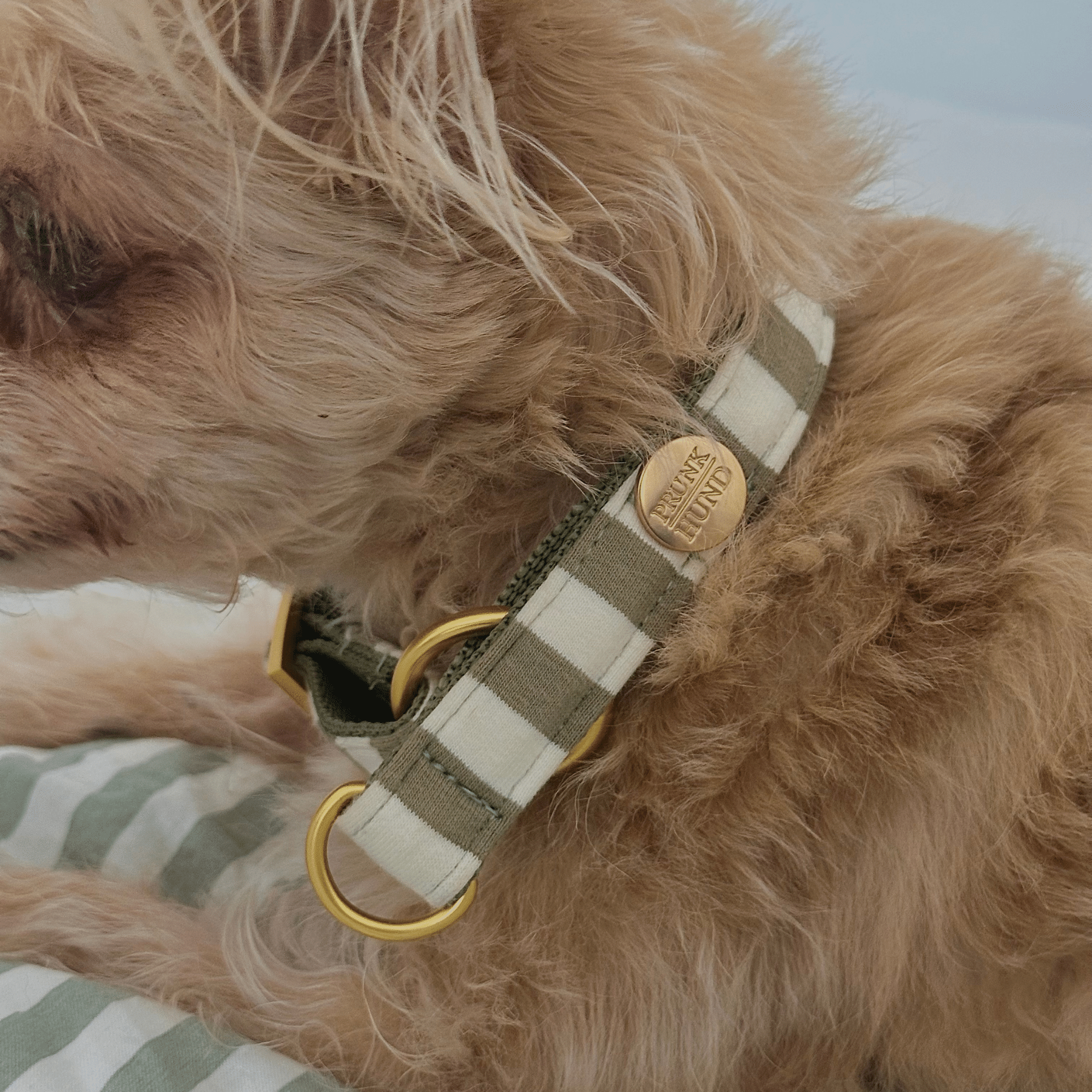 Zugstopp Halsband LIDO OLIVE