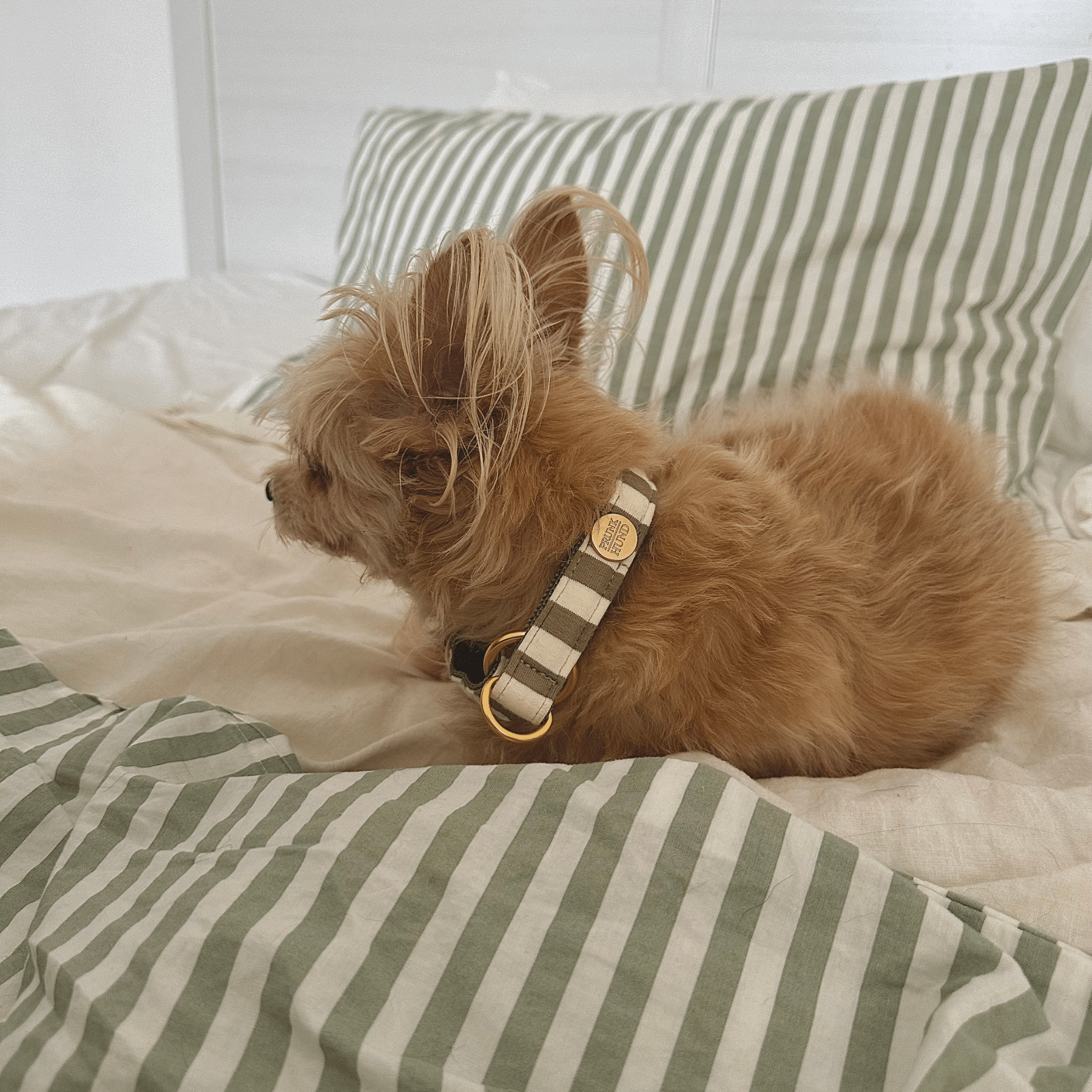 Zugstopp Halsband LIDO OLIVE