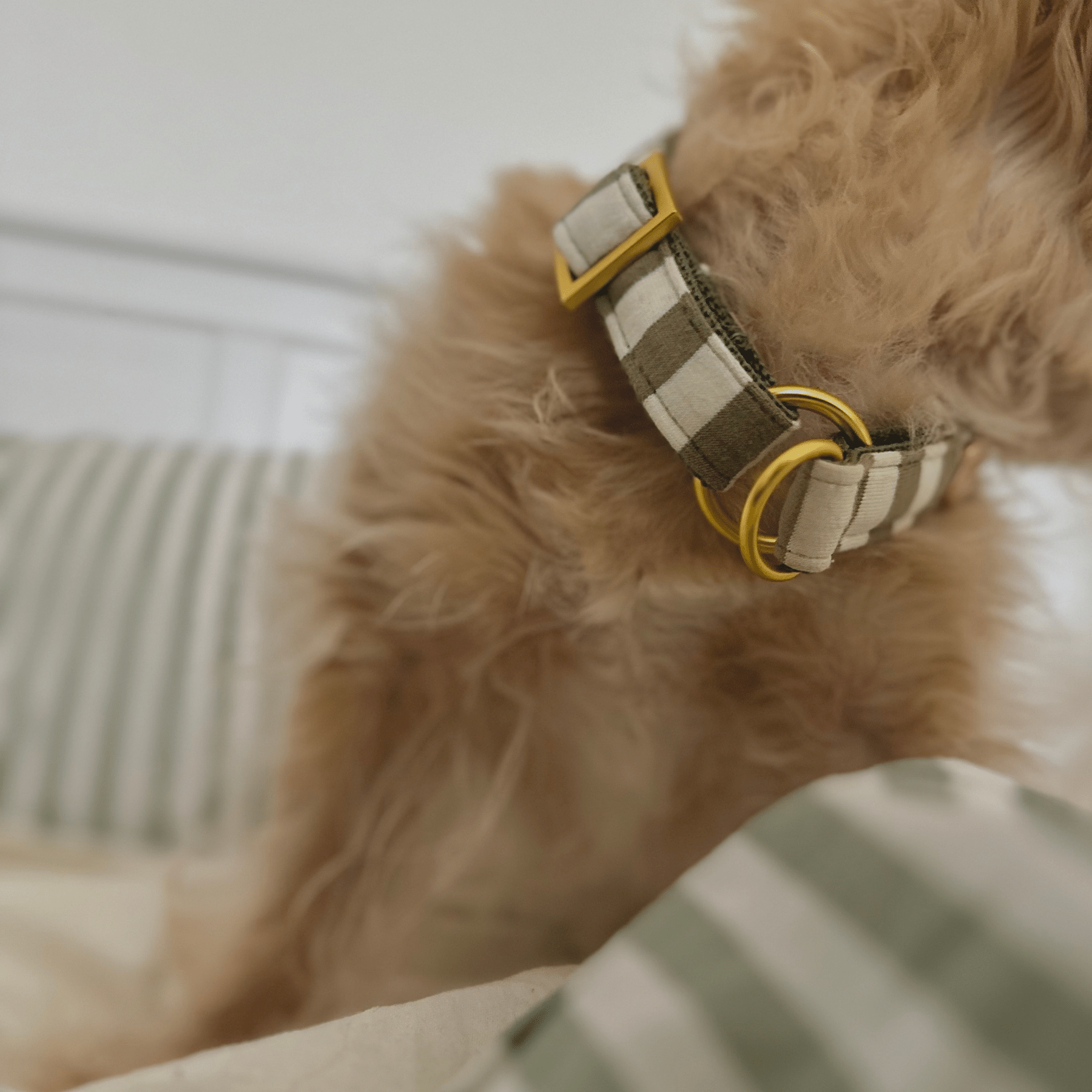 Zugstopp Halsband LIDO OLIVE