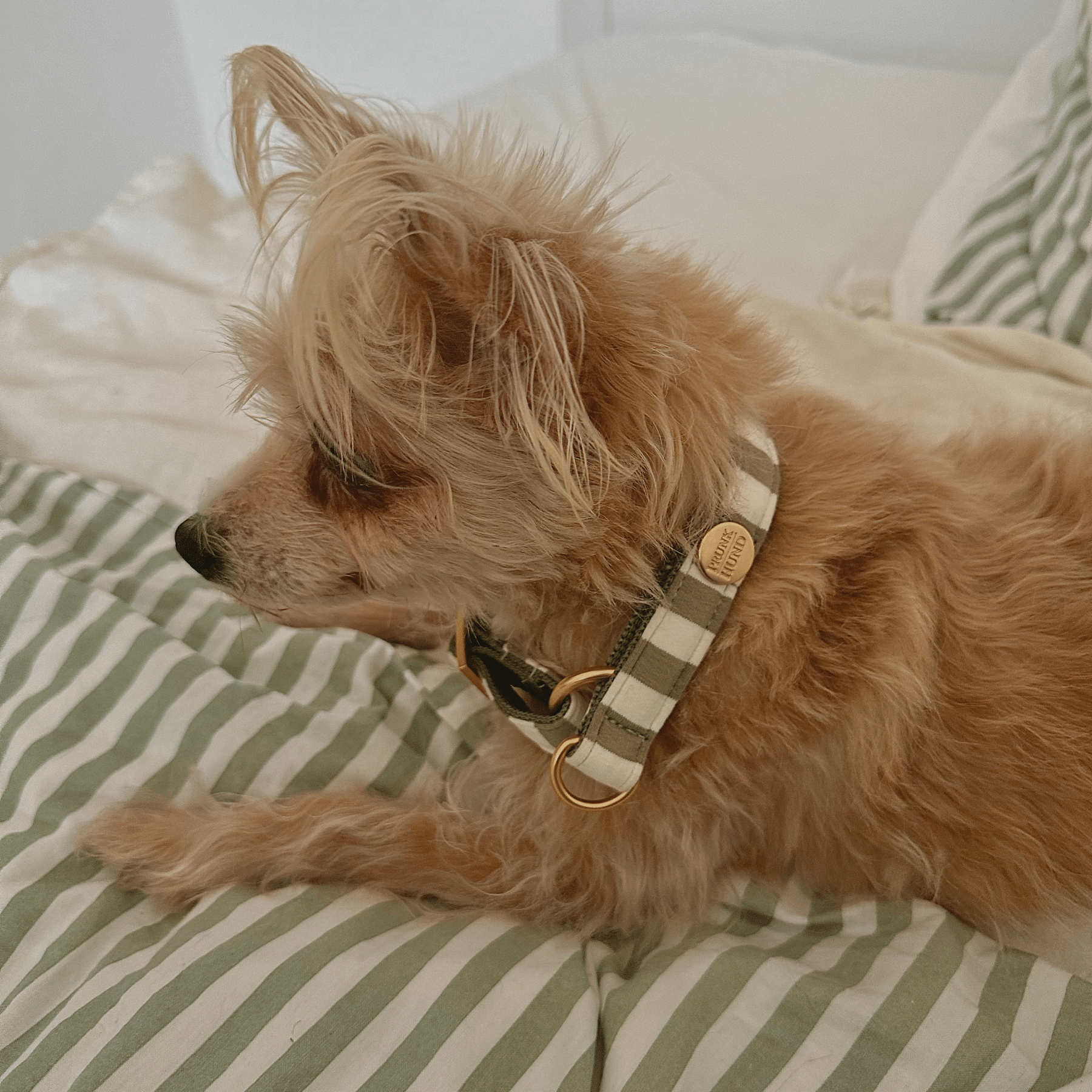 Zugstopp Halsband LIDO OLIVE