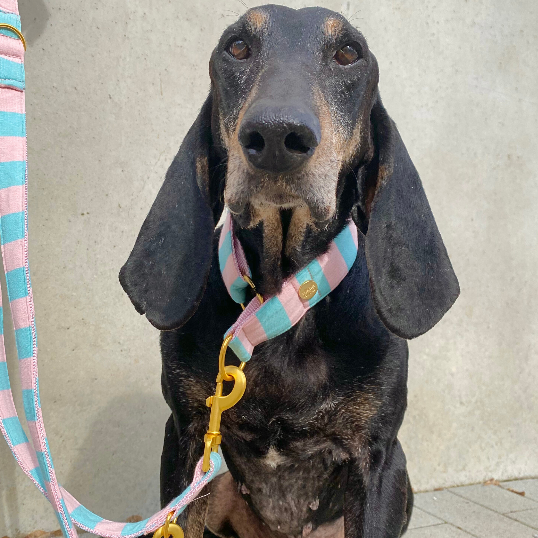 Zugstopp Halsband CANDY