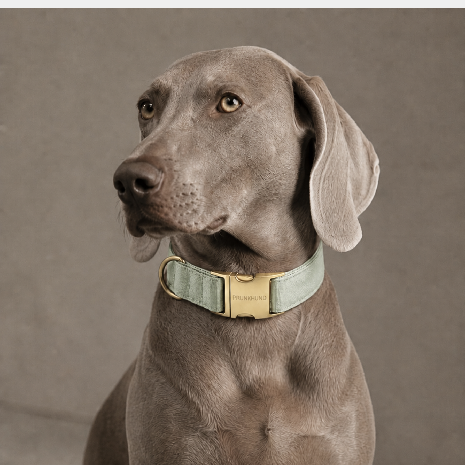 Halsband BASIC olive