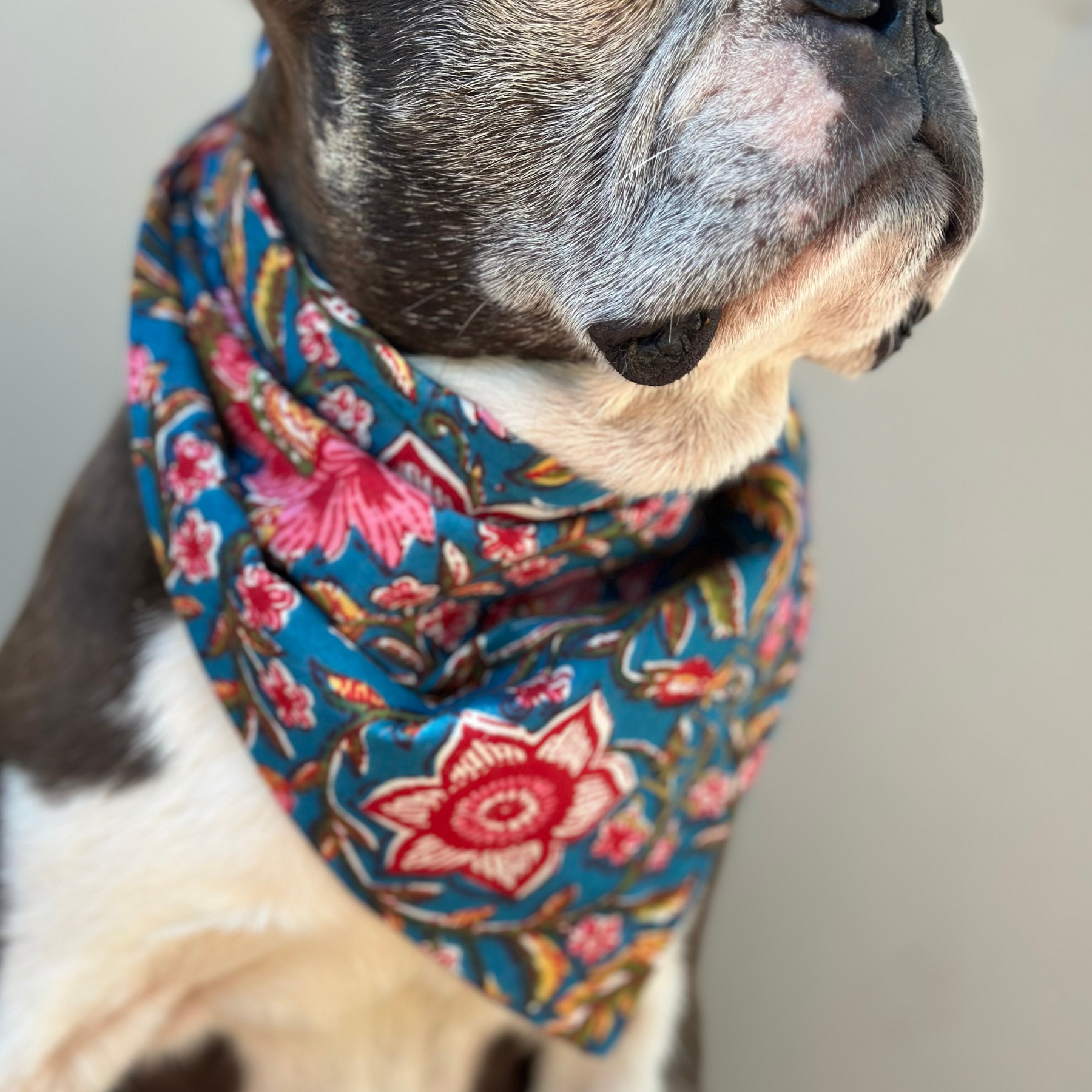 Hundehalstuch GOA azur
