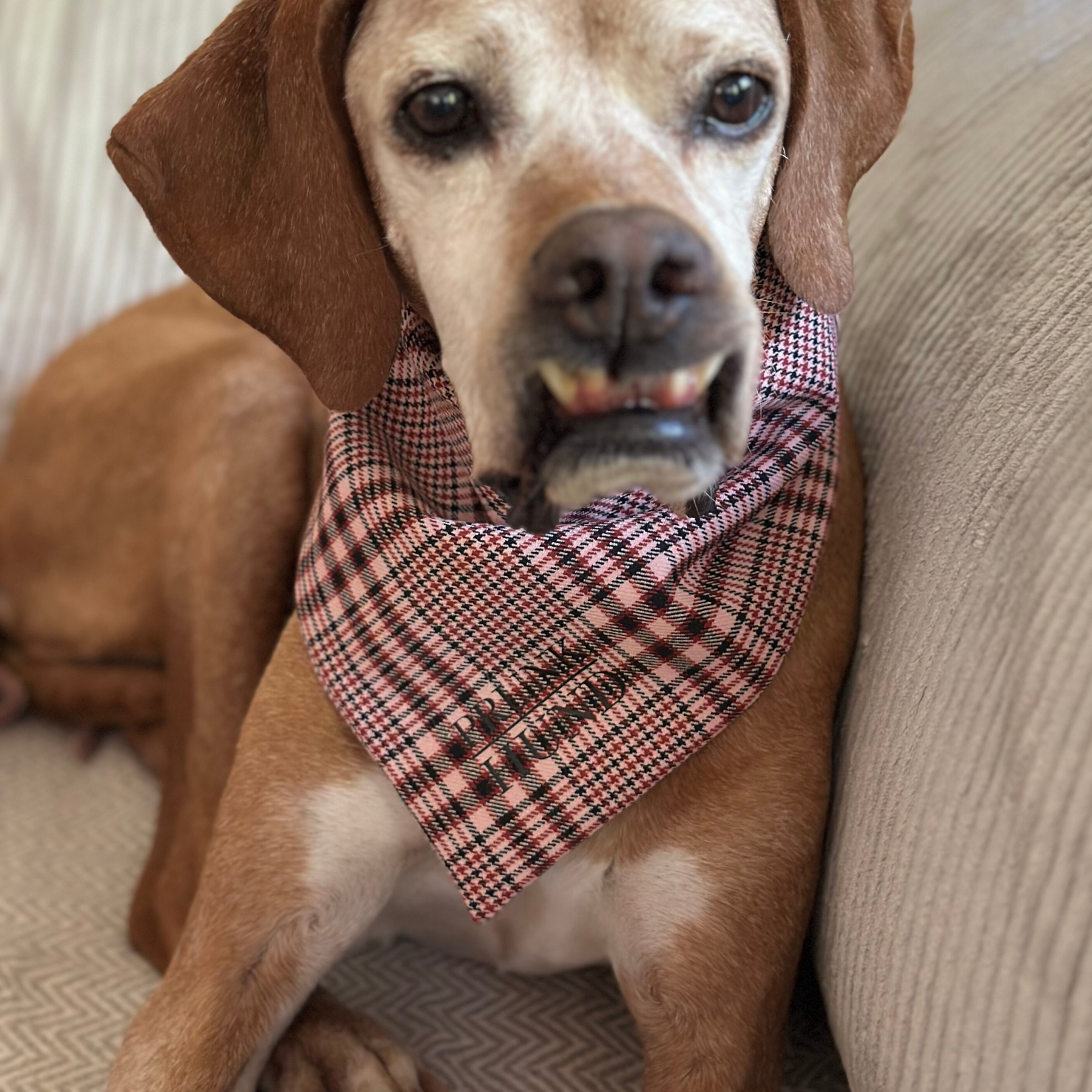 Dog Bandana URBAN