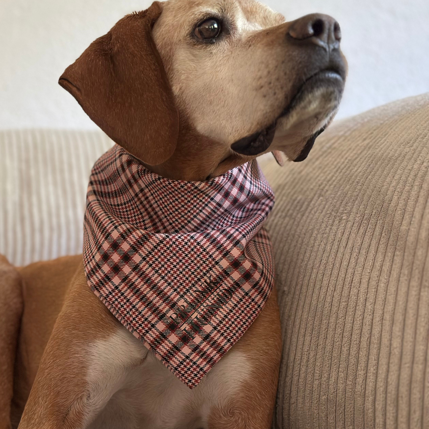 Dog Bandana URBAN