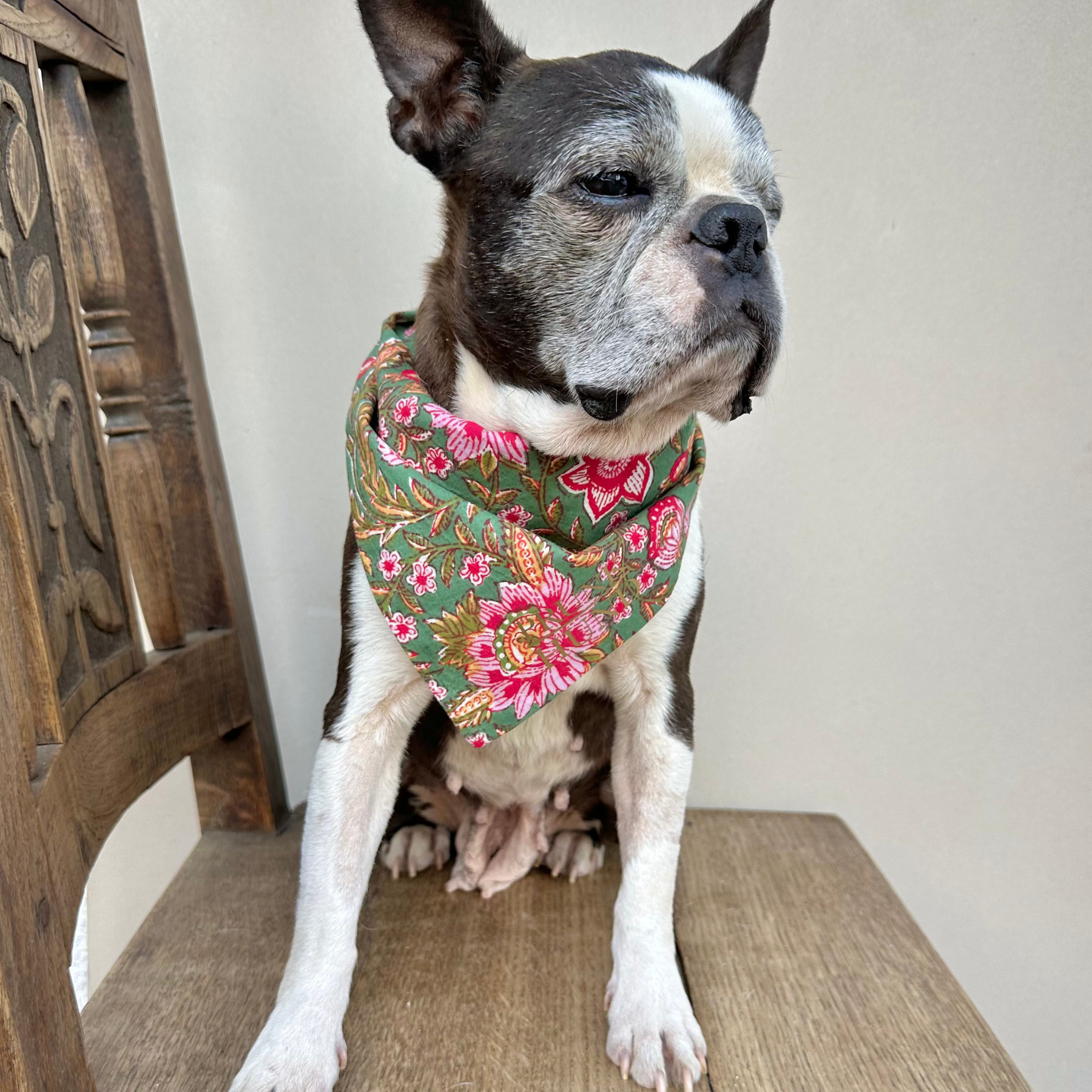 Dog bandana GOA garden