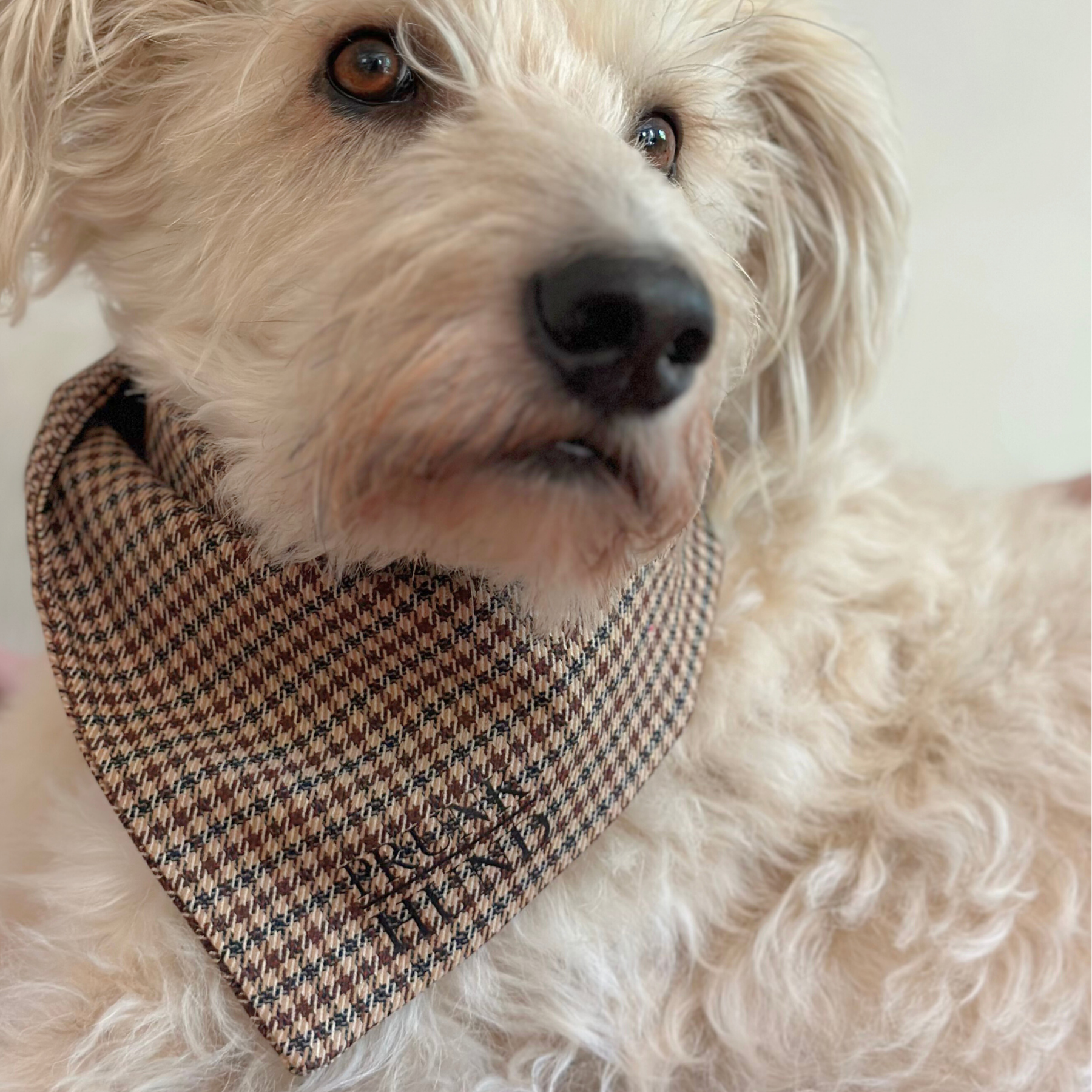 Dog Bandana URBAN