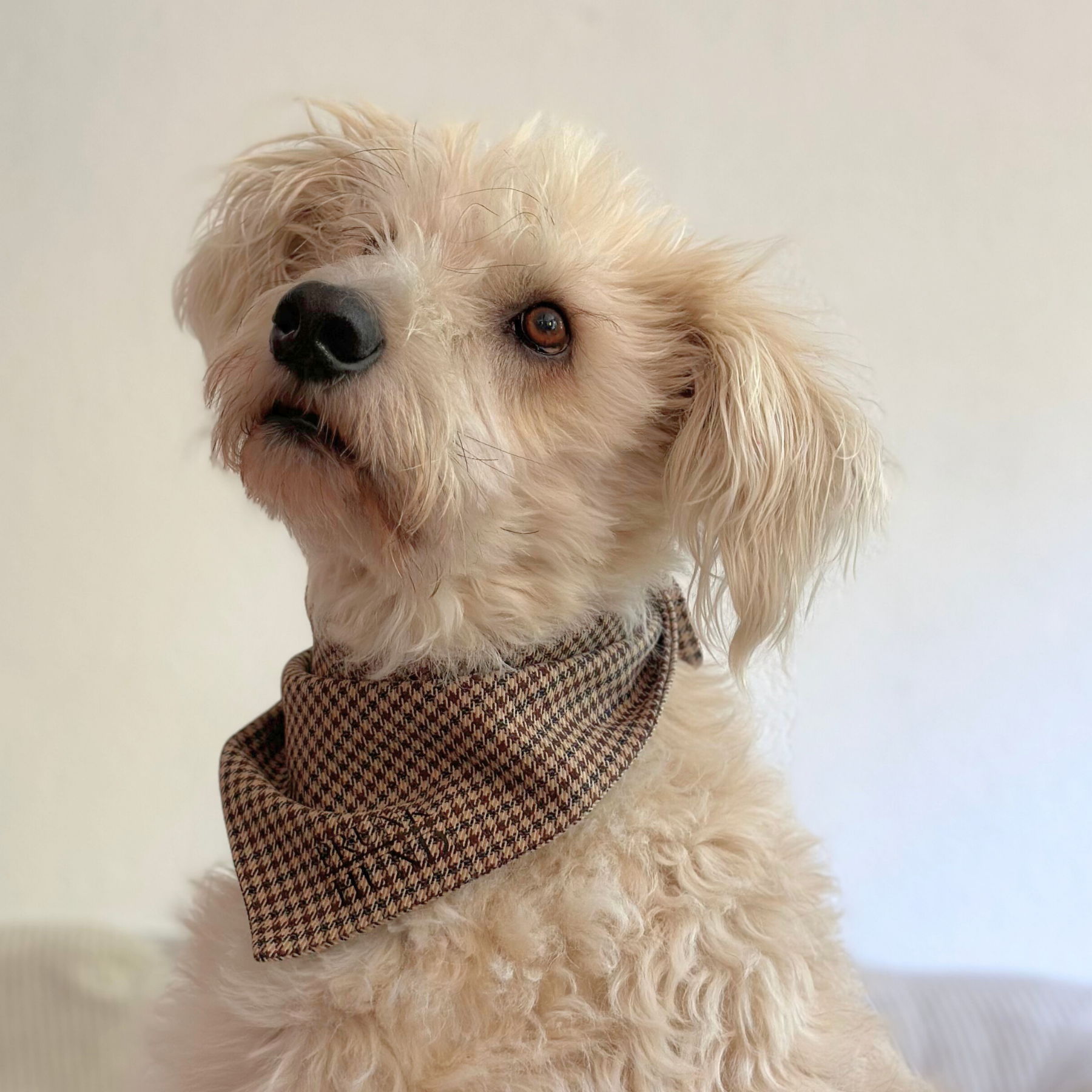 Dog Bandana URBAN