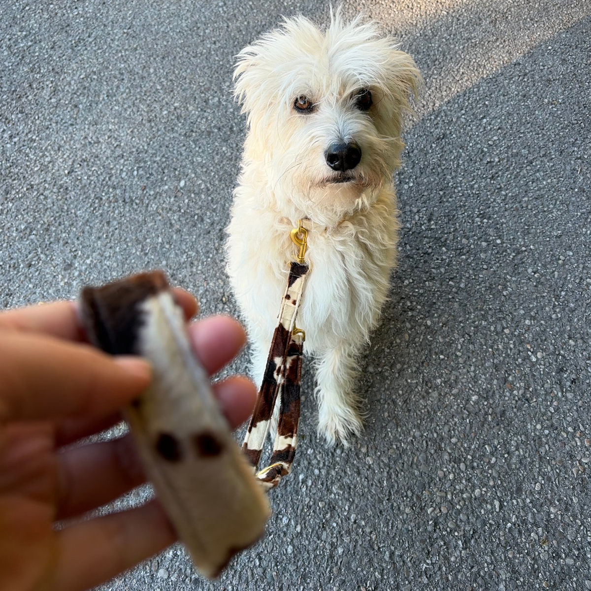 WILD LIFE leash