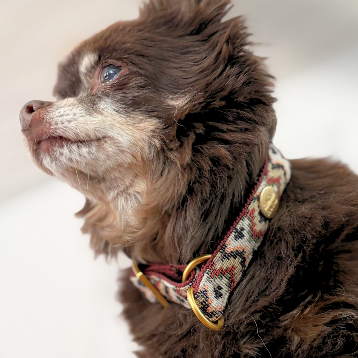 Zugstopp Halsband ZIGGY