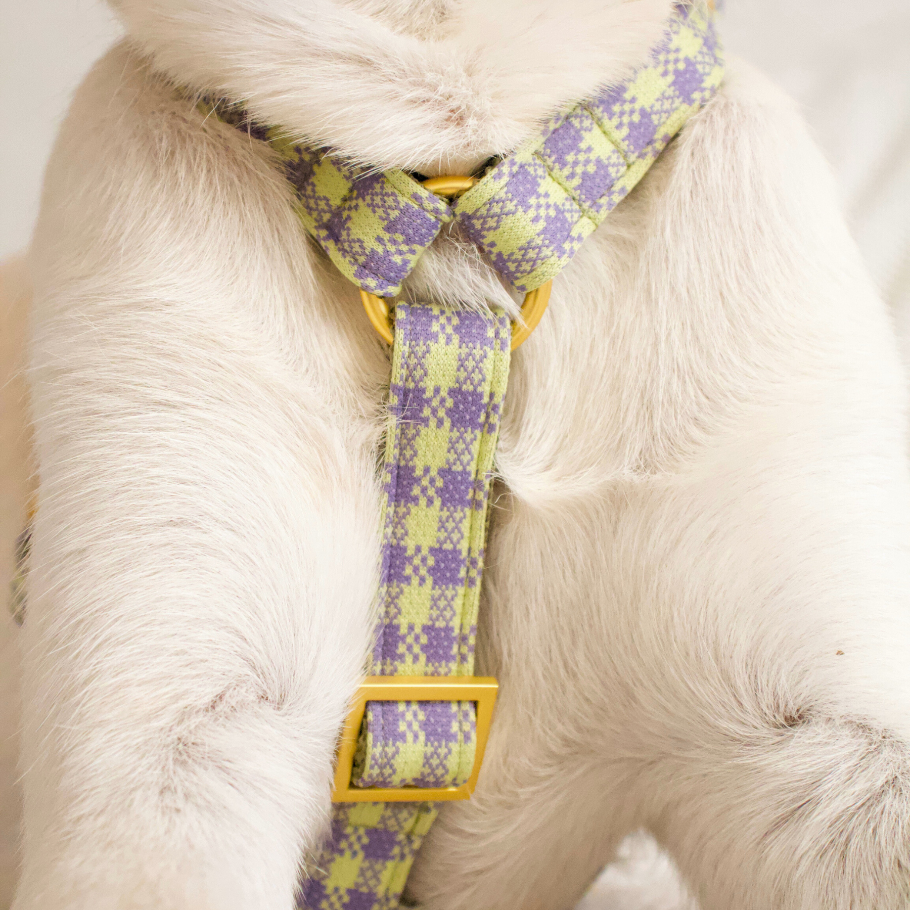dog harness NOTTING HILL
