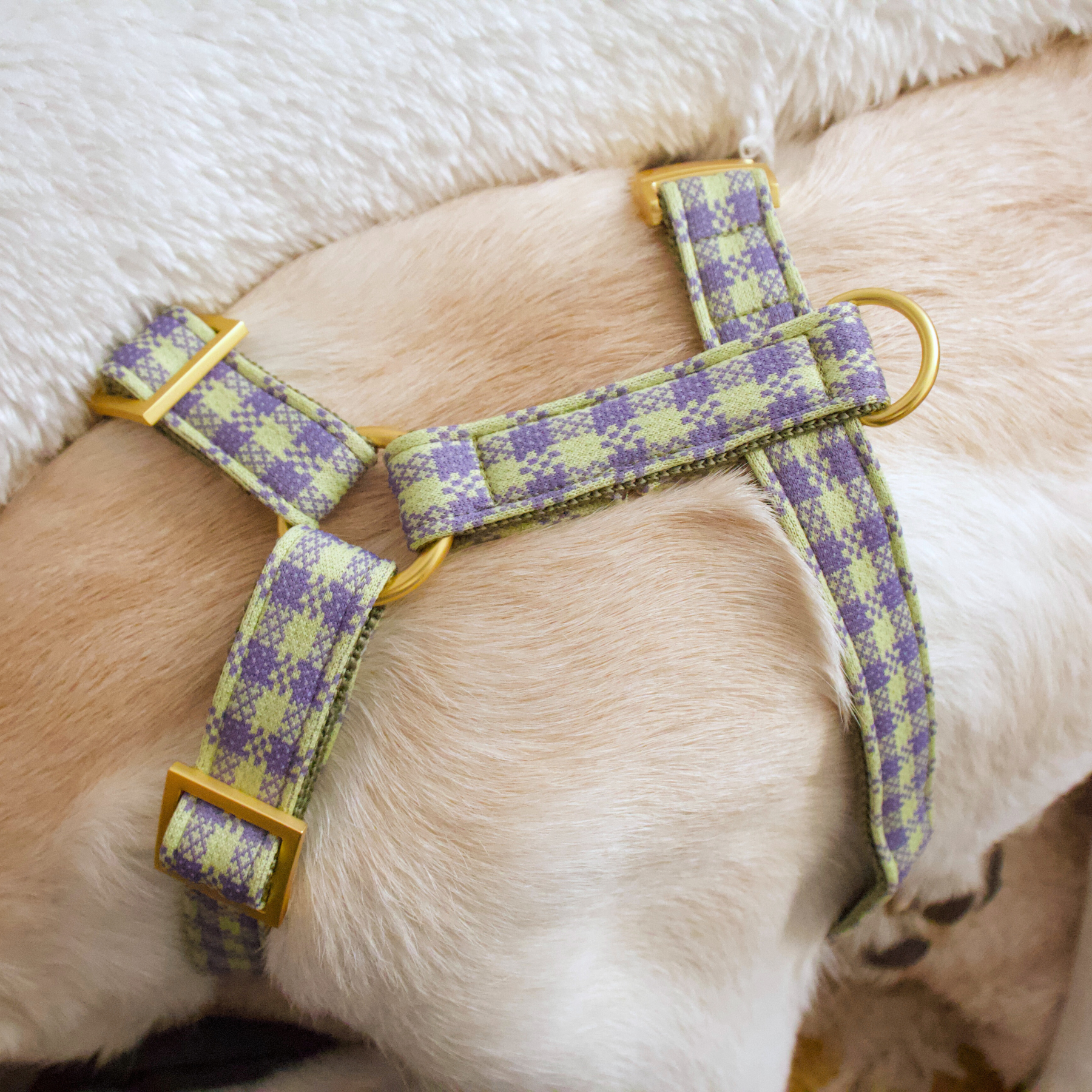dog harness NOTTING HILL