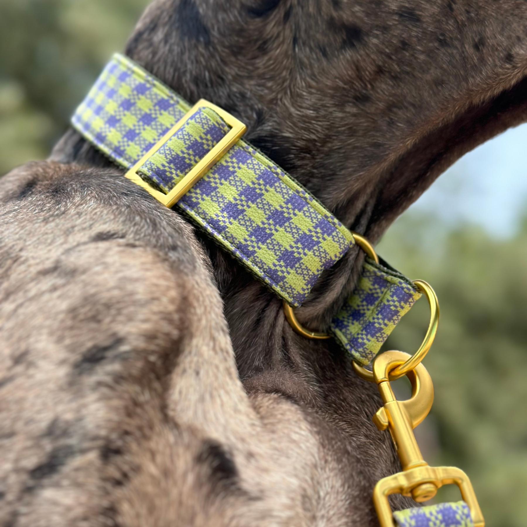 martingale collar NOTTING HILL