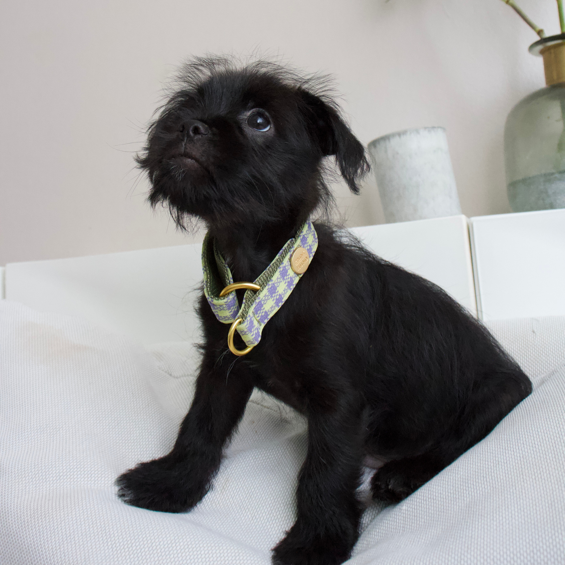 martingale collar NOTTING HILL
