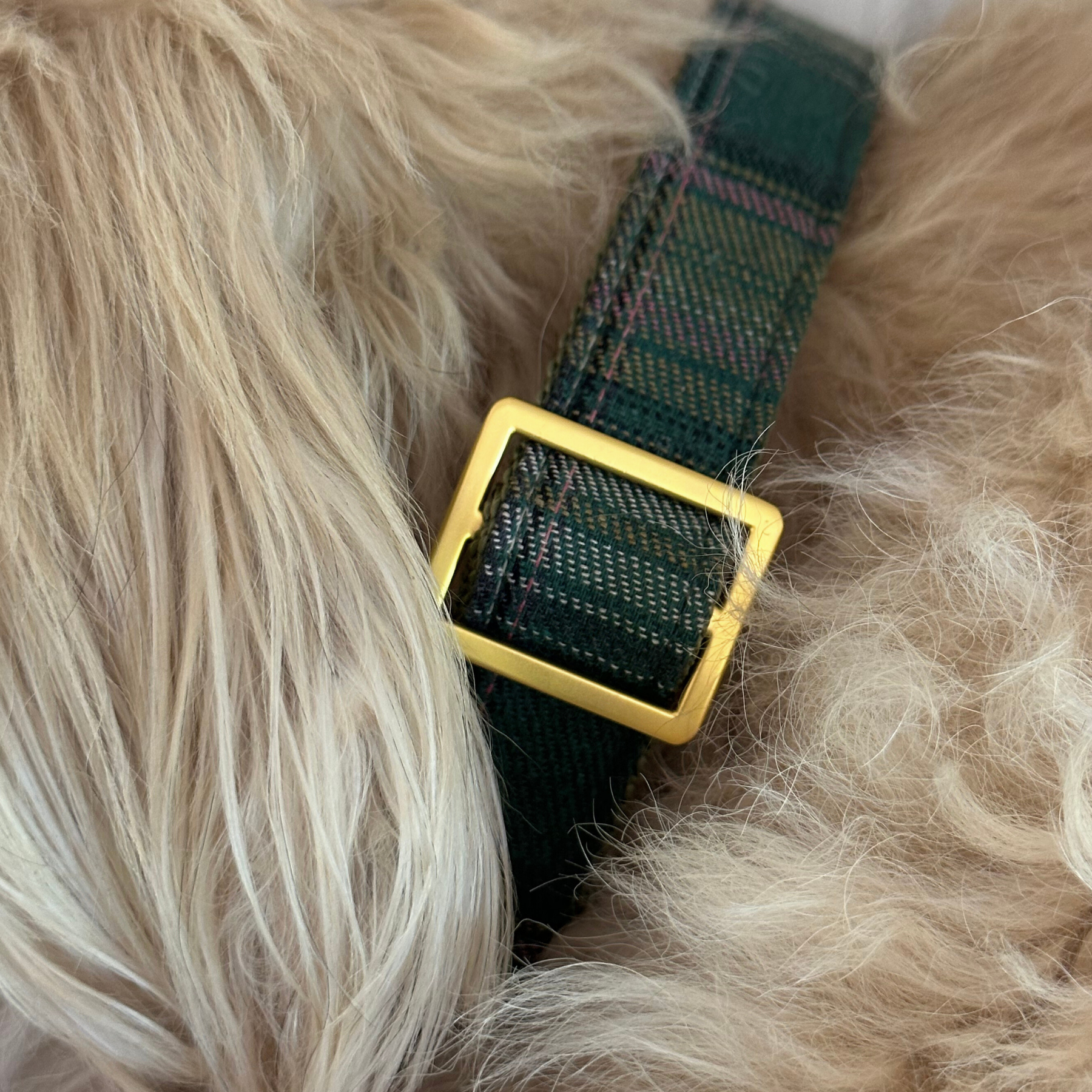 Halsband TARTAN
