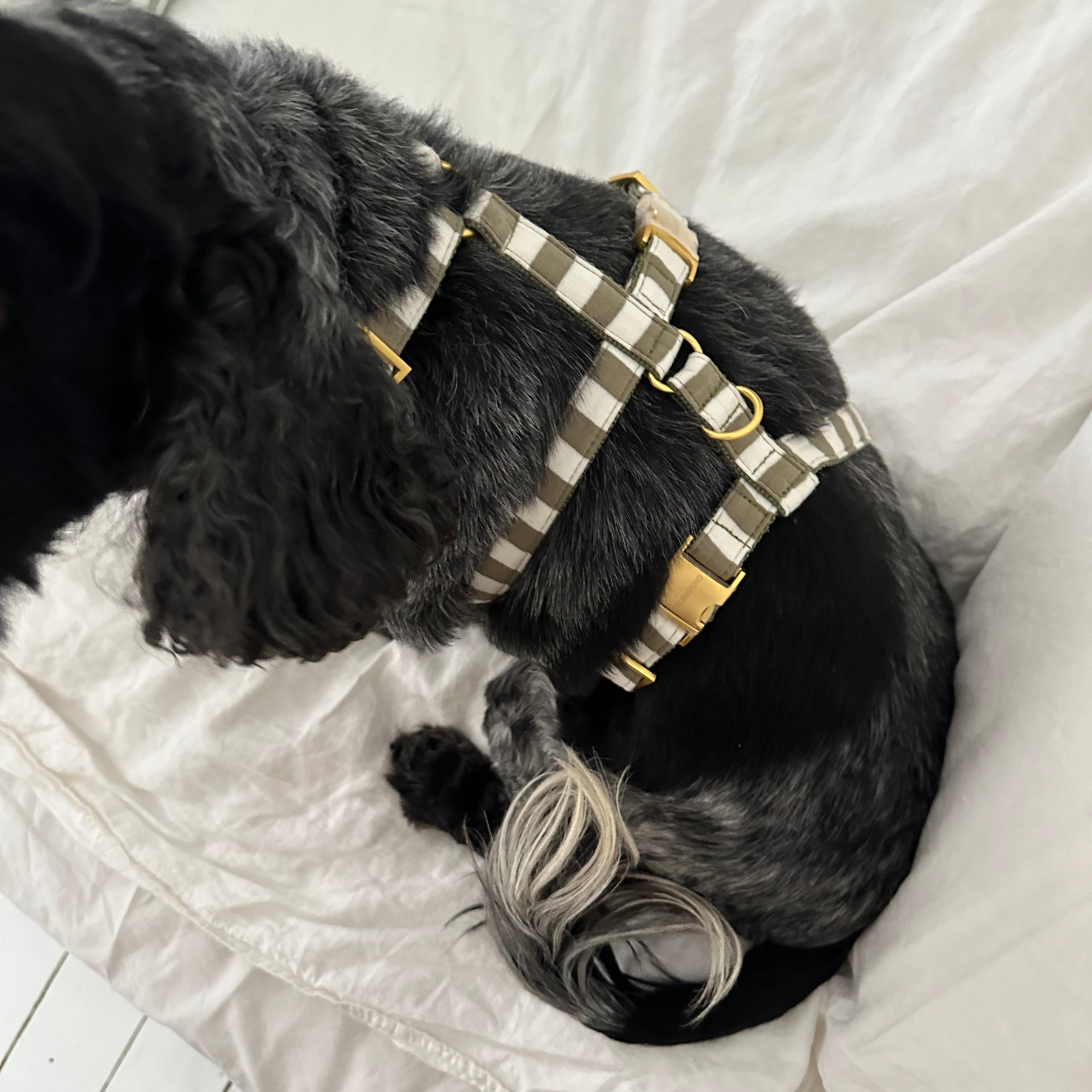 safety harness LIDO olive